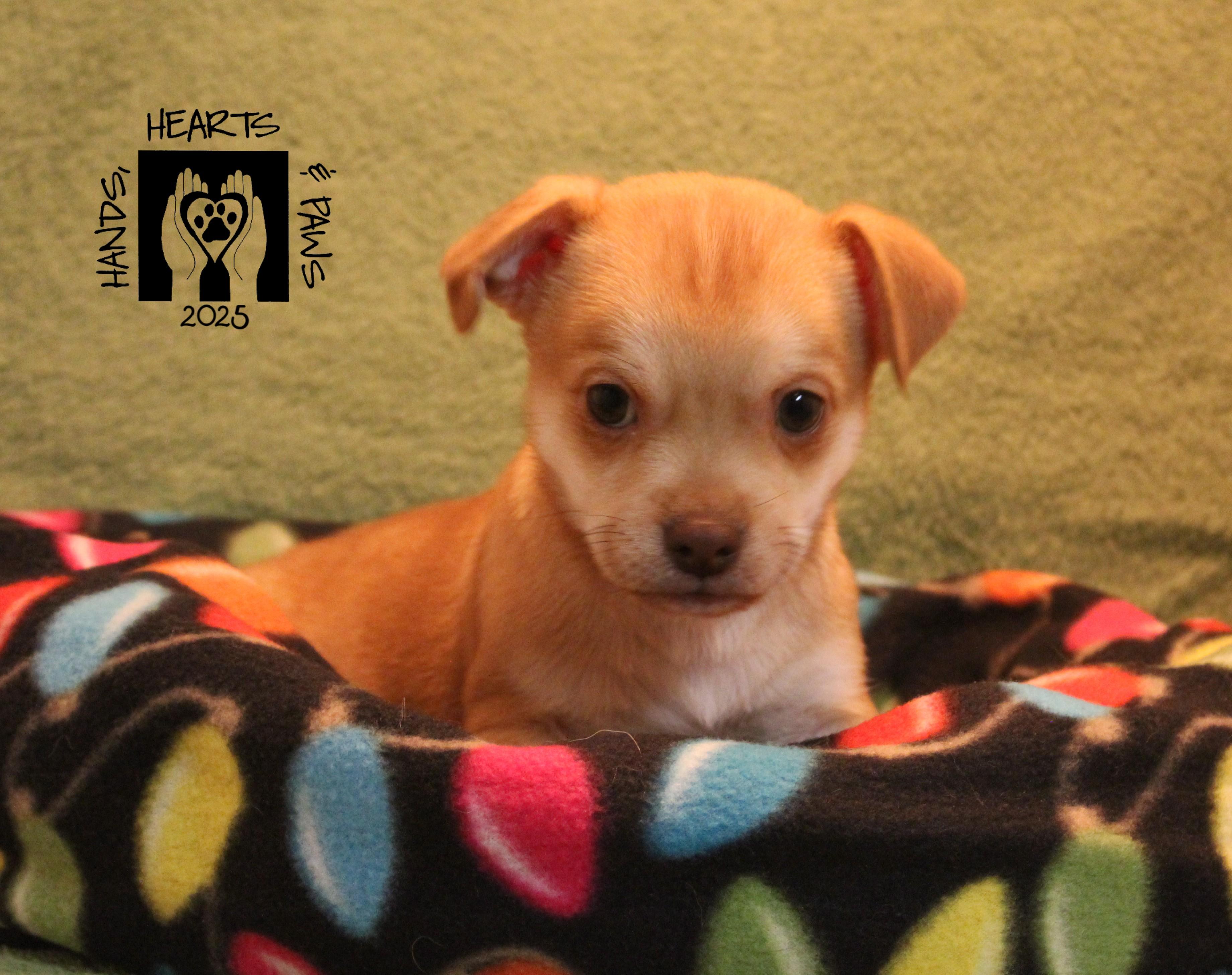 Whiz, a Adoptable mixed breed in Omaha, NE image 4/4