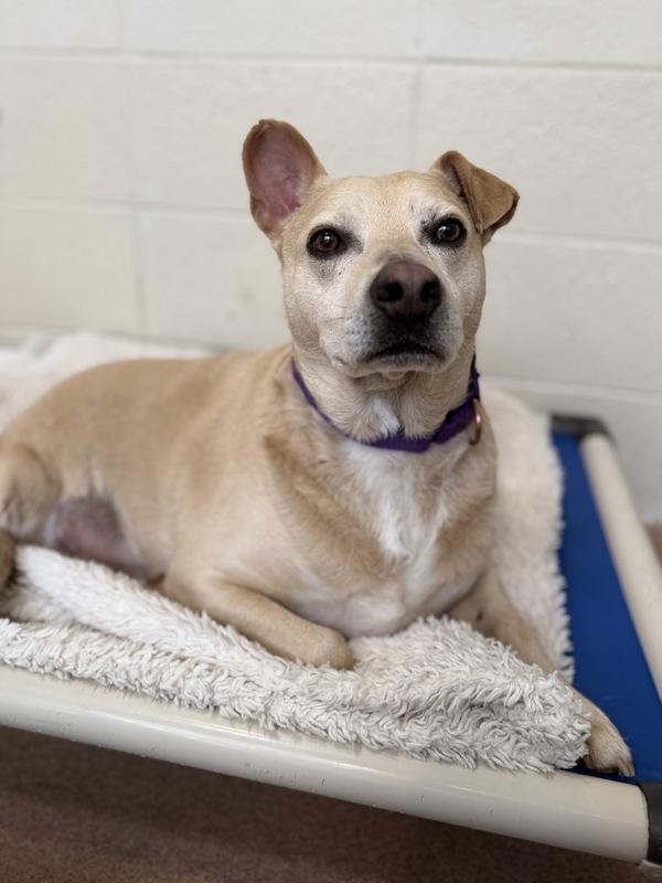 Enlarge Trace, a Adoptable mixed breed in Novato, CA image 1/6