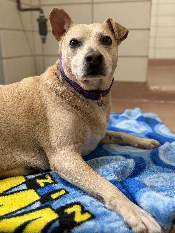 Enlarge Trace, a Adoptable mixed breed in Novato, CA image 2/6