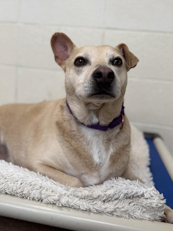 Enlarge Trace, a Adoptable mixed breed in Novato, CA image 3/6