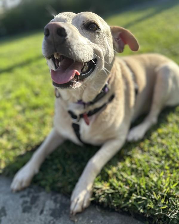 Enlarge Trace, a Adoptable mixed breed in Novato, CA image 4/6