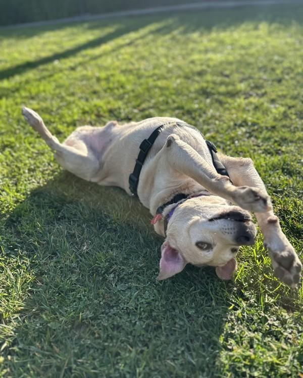 Enlarge Trace, a Adoptable mixed breed in Novato, CA image 6/6