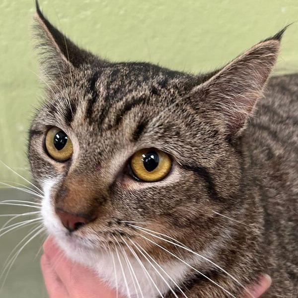 Enlarge Timmy, a Adoptable Domestic Short Hair in Perkiomenville, PA image 1/1