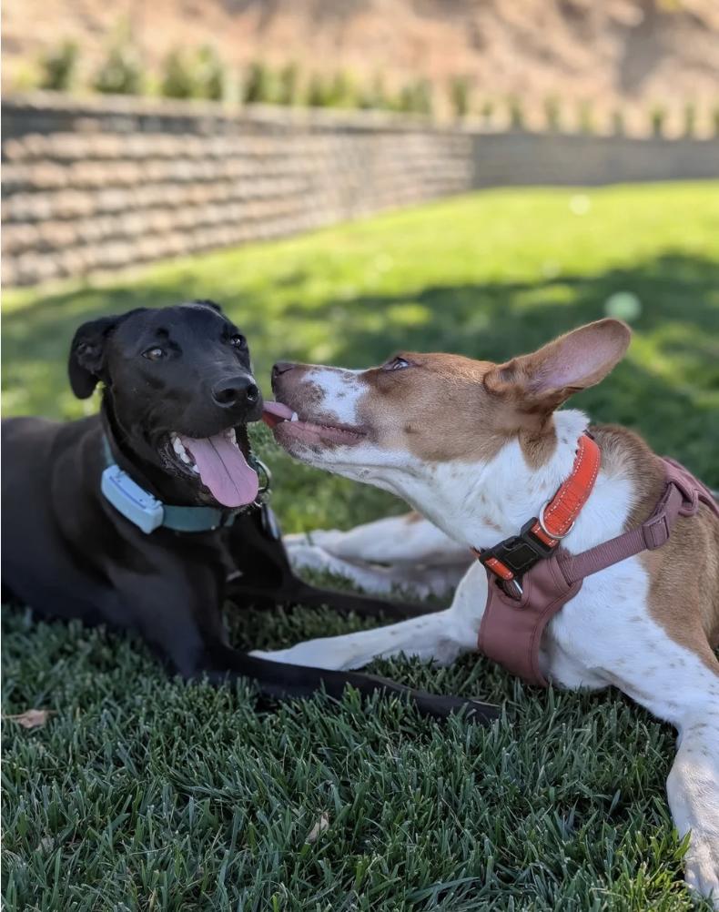Enlarge Autumn, a Adoptable mixed breed in Davis, CA image 5/6