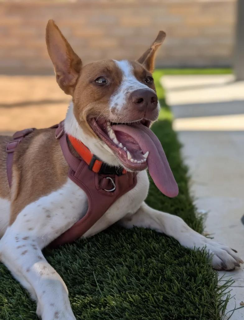 Enlarge Autumn, a Adoptable mixed breed in Davis, CA image 6/6