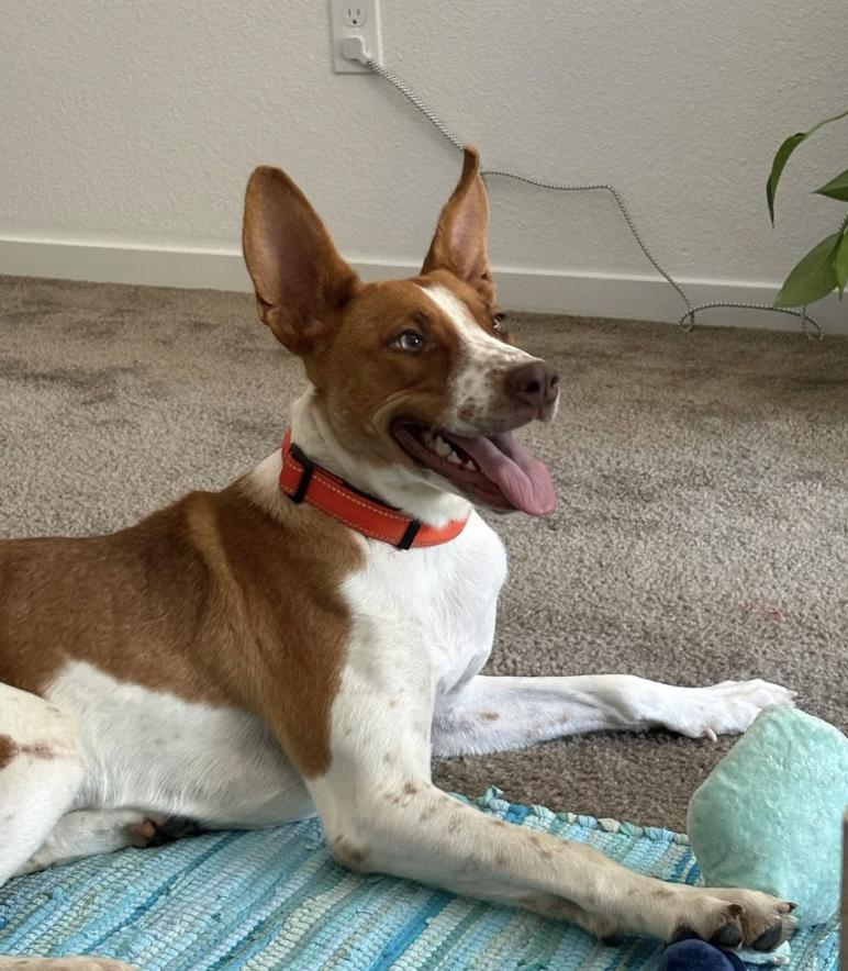 Enlarge Autumn, a Adoptable mixed breed in Davis, CA image 2/6