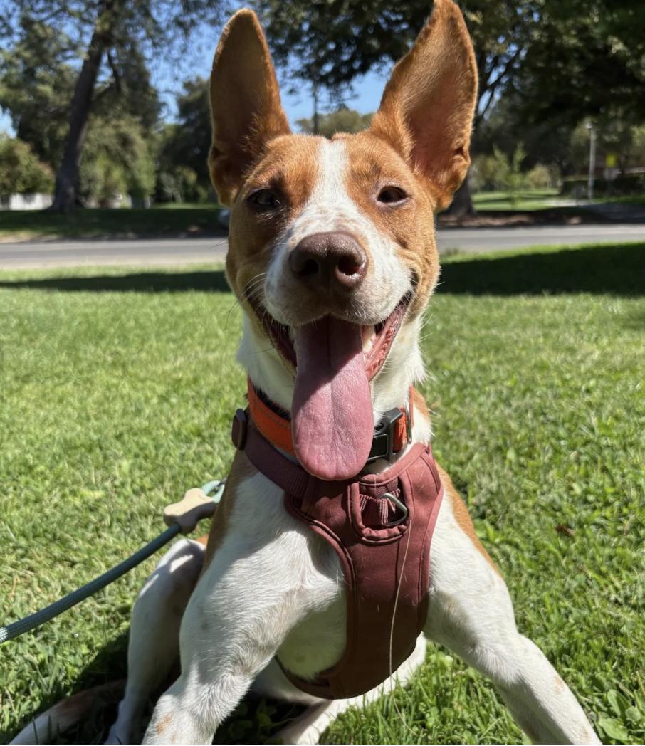 Autumn, Adoptable, Young Female Cattle Dog.