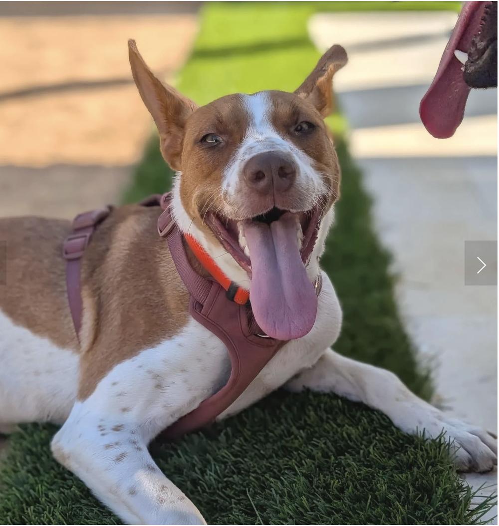 Enlarge Autumn, a Adoptable mixed breed in Davis, CA image 3/6