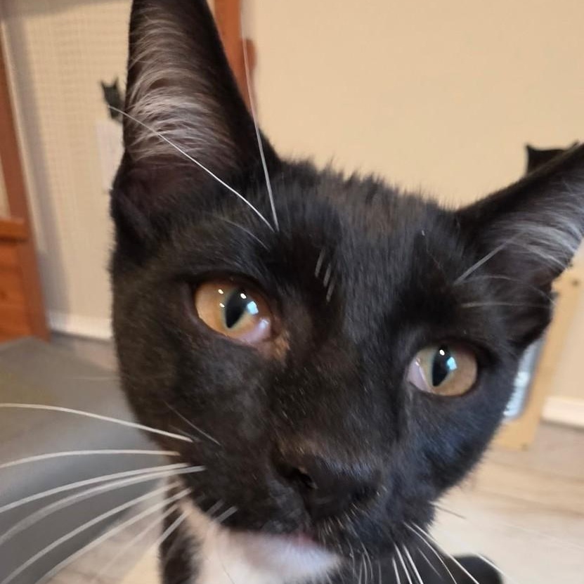 Enlarge Cola, a ADOPTABLE Domestic Short Hair in west Warwick, RI image 2/2