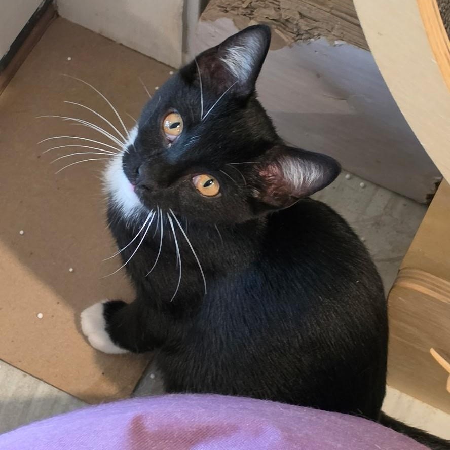 Cola, ADOPTABLE, Kitten Male Domestic Short Hair.