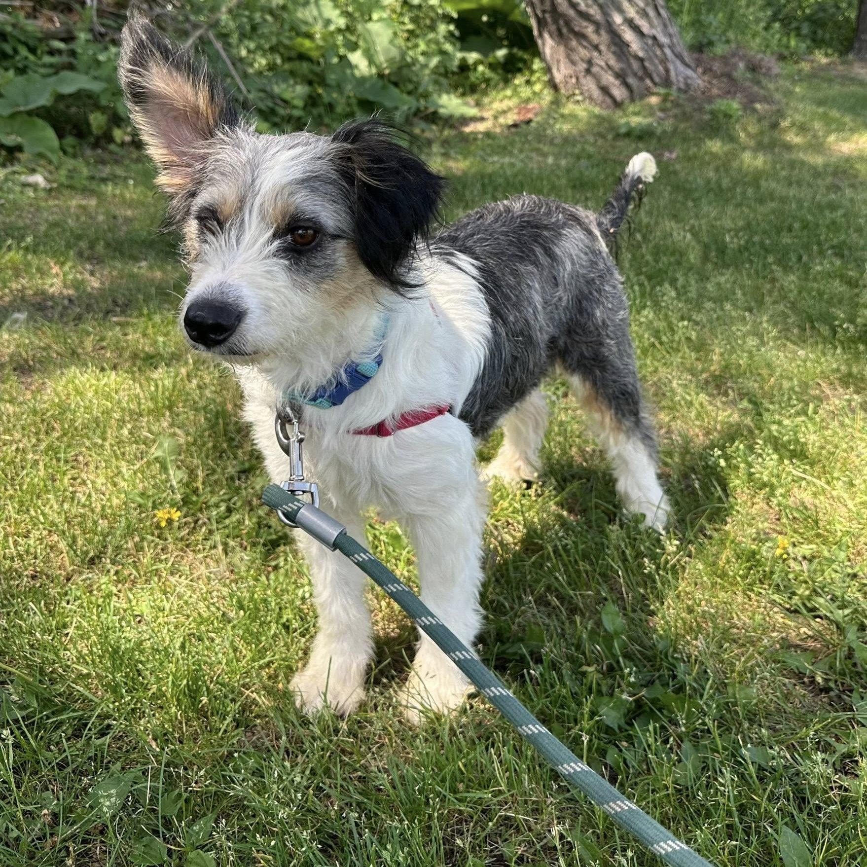 Linda - Adoption Pending, an adopted Shetland Sheepdog / Sheltie in Hartland, WI image 4/6