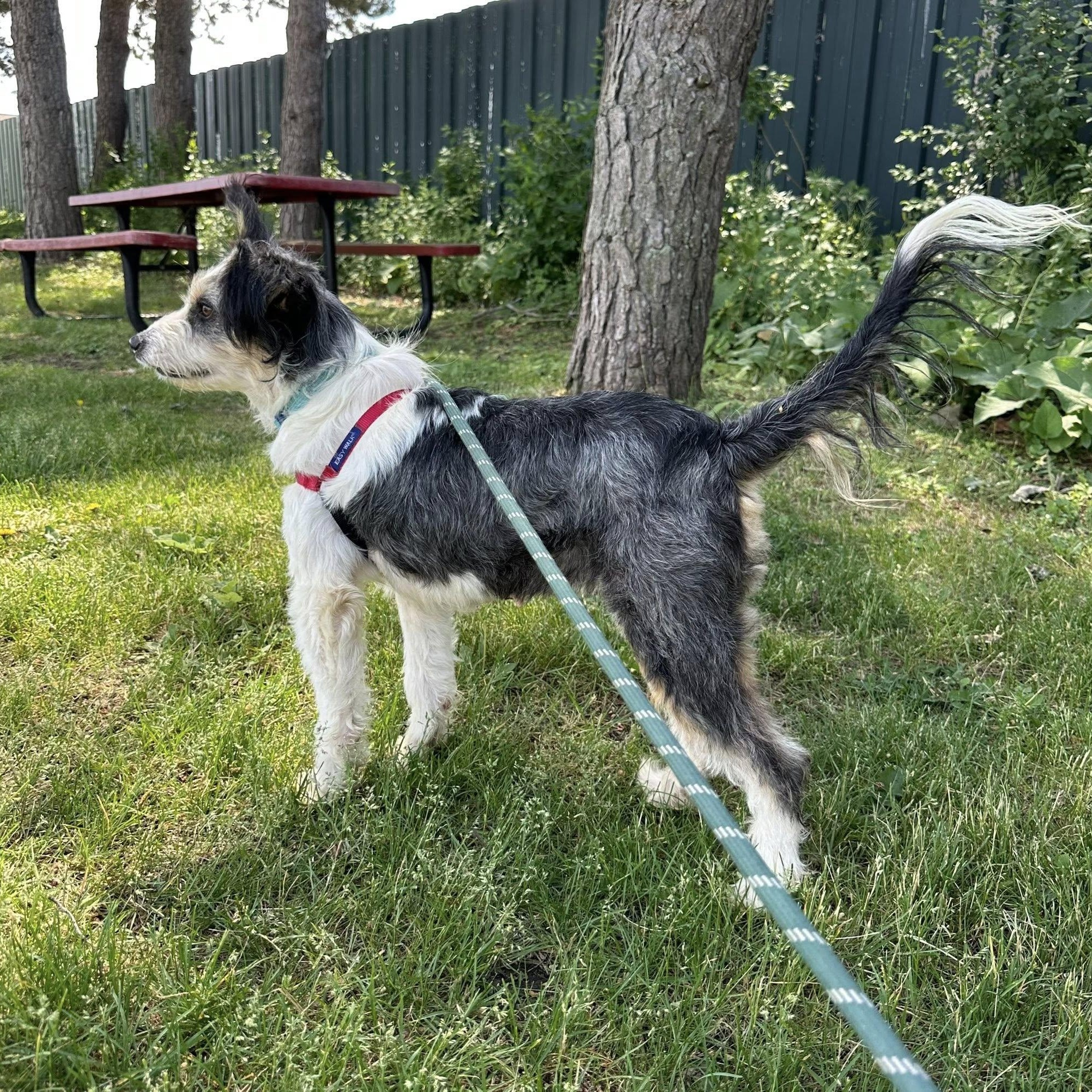 Linda - Adoption Pending, an adopted Shetland Sheepdog / Sheltie in Hartland, WI image 5/6