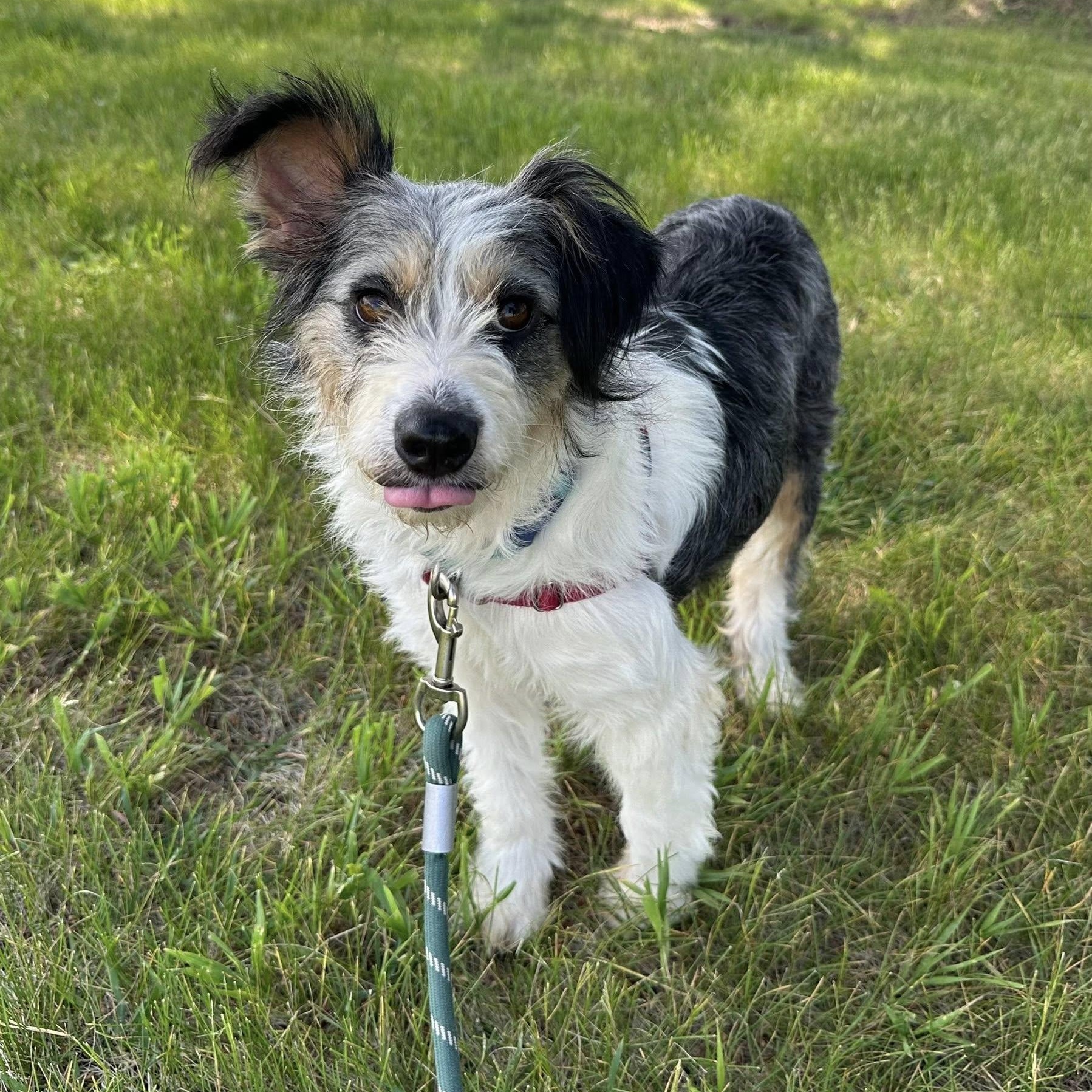 Linda - Adoption Pending, adopted, Young Female Shetland Sheepdog / Sheltie.