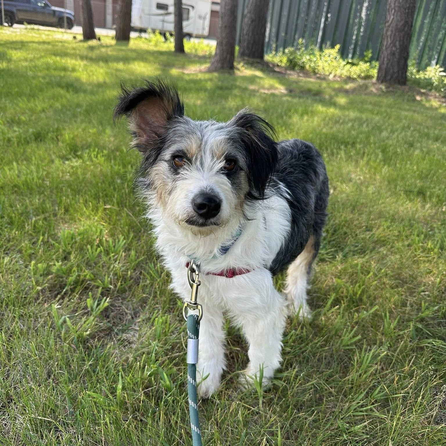 Linda - Adoption Pending, an adopted Shetland Sheepdog / Sheltie in Hartland, WI image 3/6