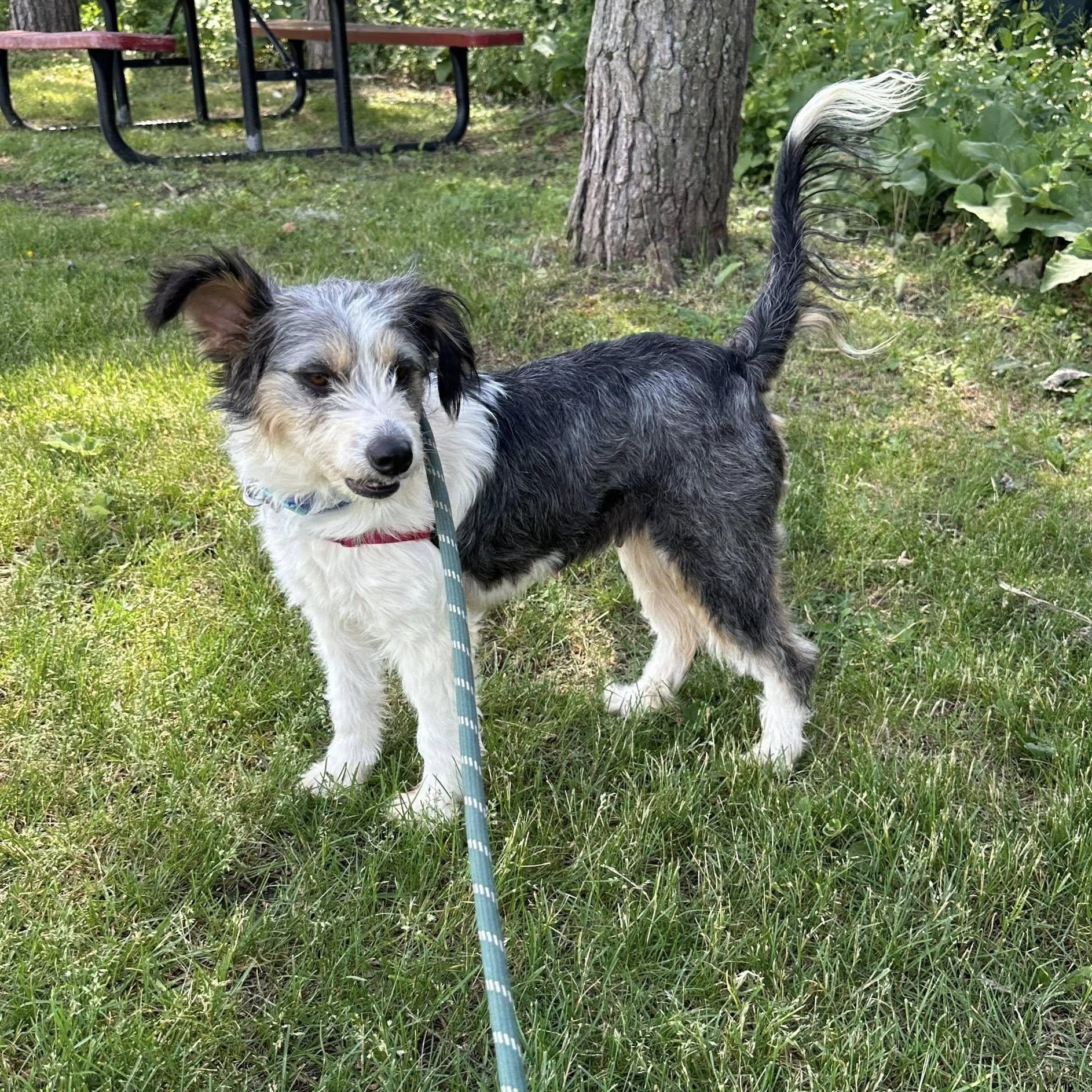 Linda - Adoption Pending, an adopted Shetland Sheepdog / Sheltie in Hartland, WI image 2/6