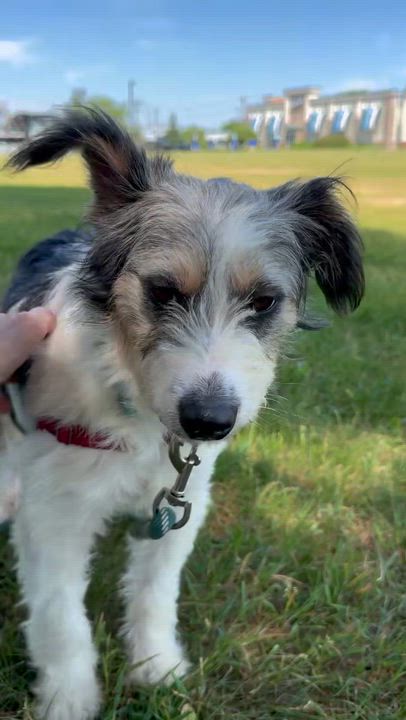 Enlarge Linda - Adoption Pending, an adopted Shetland Sheepdog / Sheltie in Hartland, WI video 6/6