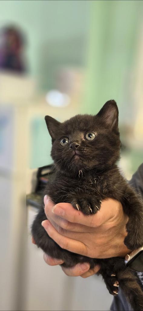 Lila, Adoptable, Kitten Female Domestic Short Hair.