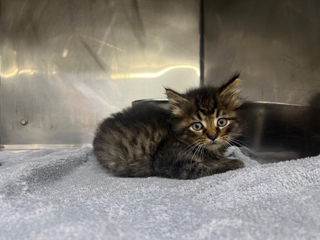 Tatum, Adopted, Kitten Male Domestic Short Hair.