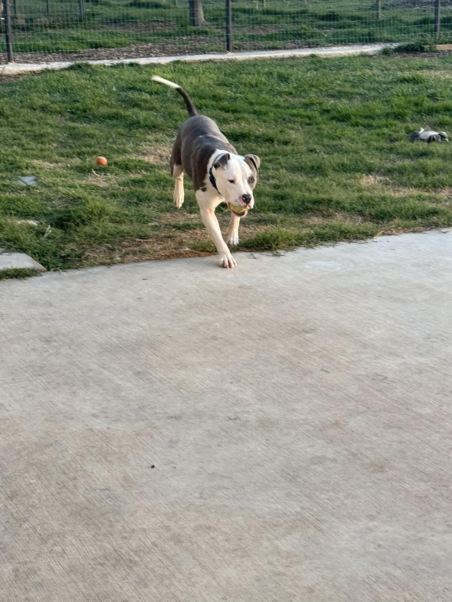 Winston, a Adoptable Pit Bull Terrier in Arlee, MT image 1/6