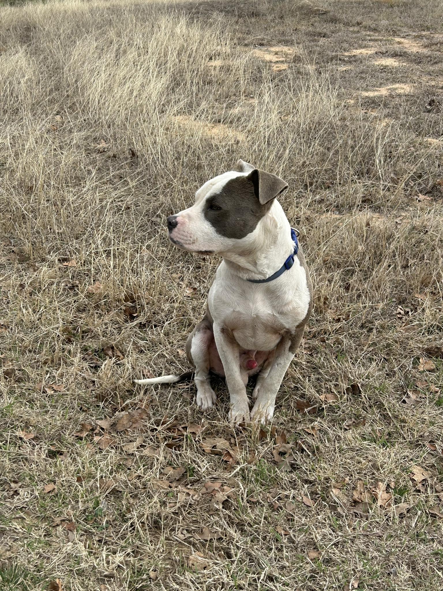 Winston, a Adoptable Pit Bull Terrier in Arlee, MT image 2/6