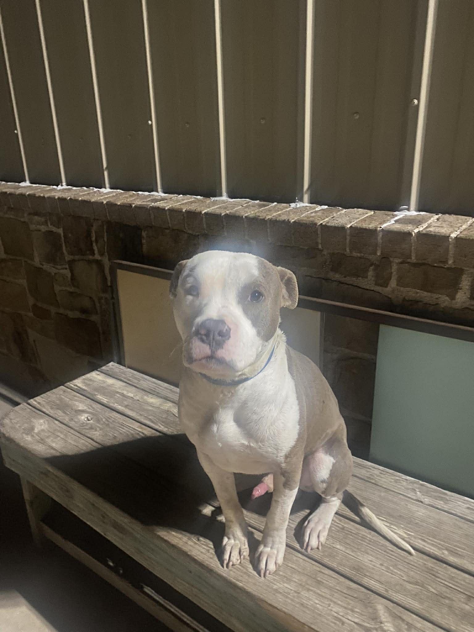 Winston, a Adoptable Pit Bull Terrier in Arlee, MT image 3/6