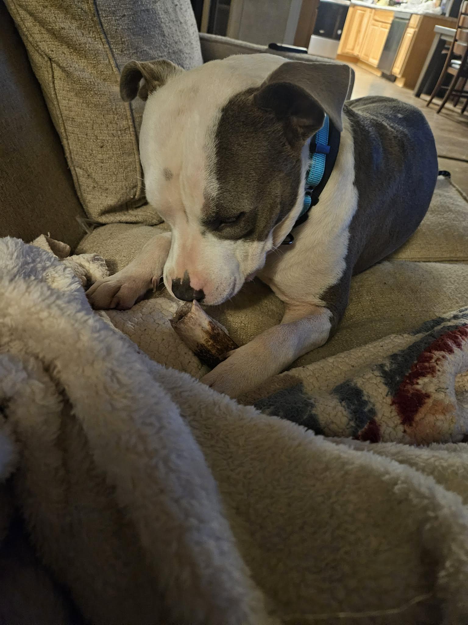 Winston, a Adoptable Pit Bull Terrier in Arlee, MT image 4/6
