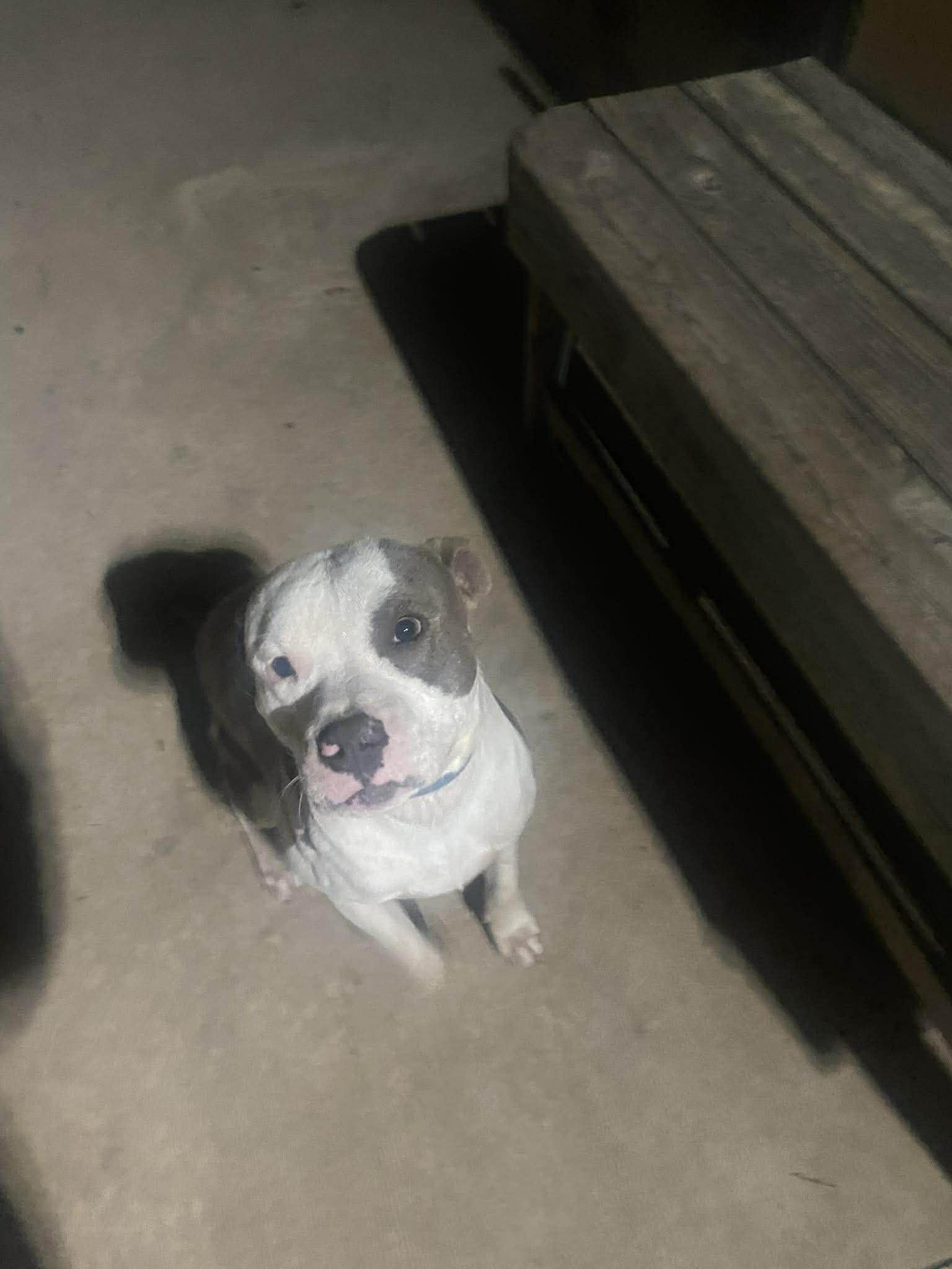 Winston, a Adoptable Pit Bull Terrier in Arlee, MT image 5/6