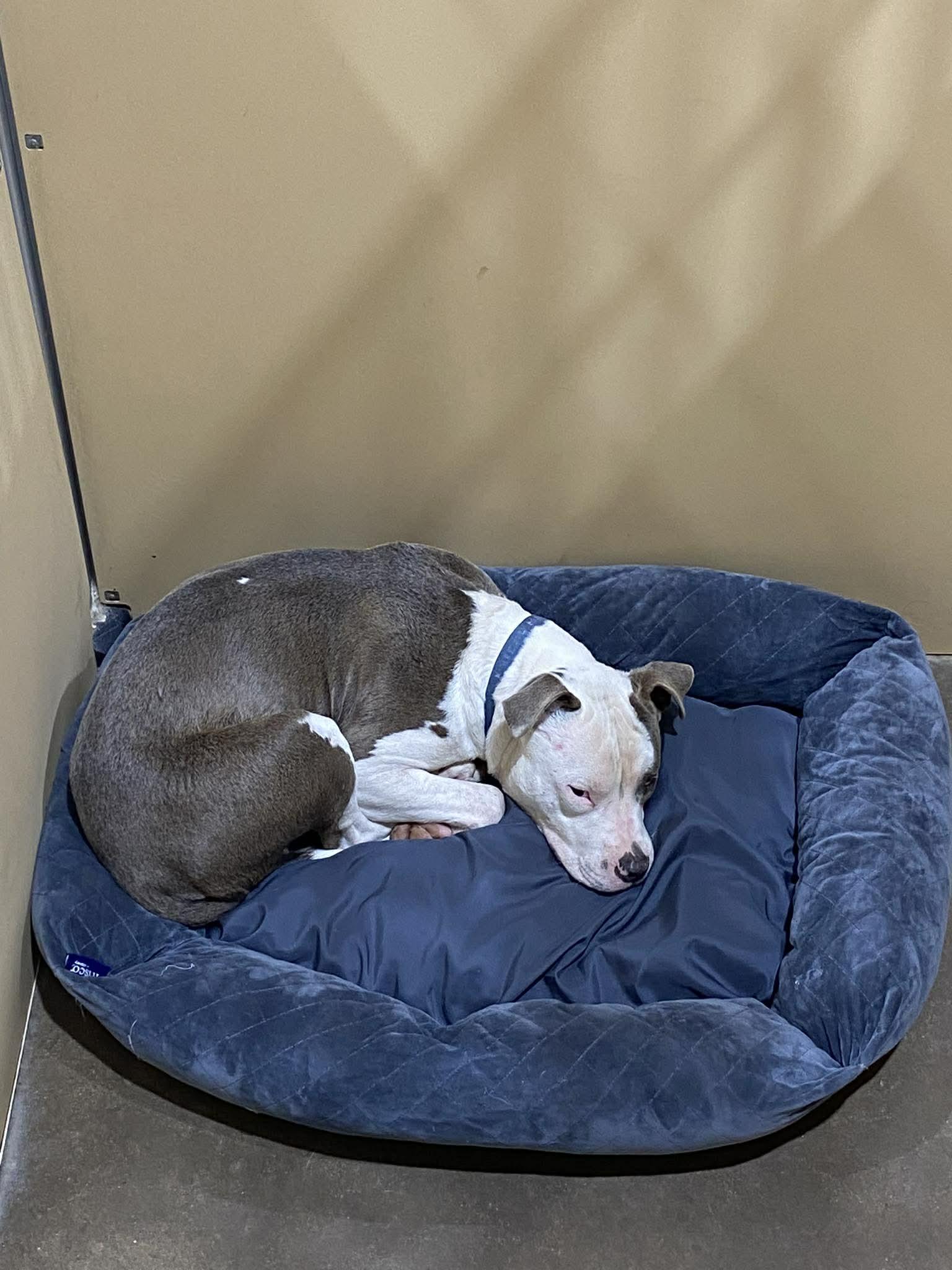 Winston, a Adoptable Pit Bull Terrier in Arlee, MT image 6/6