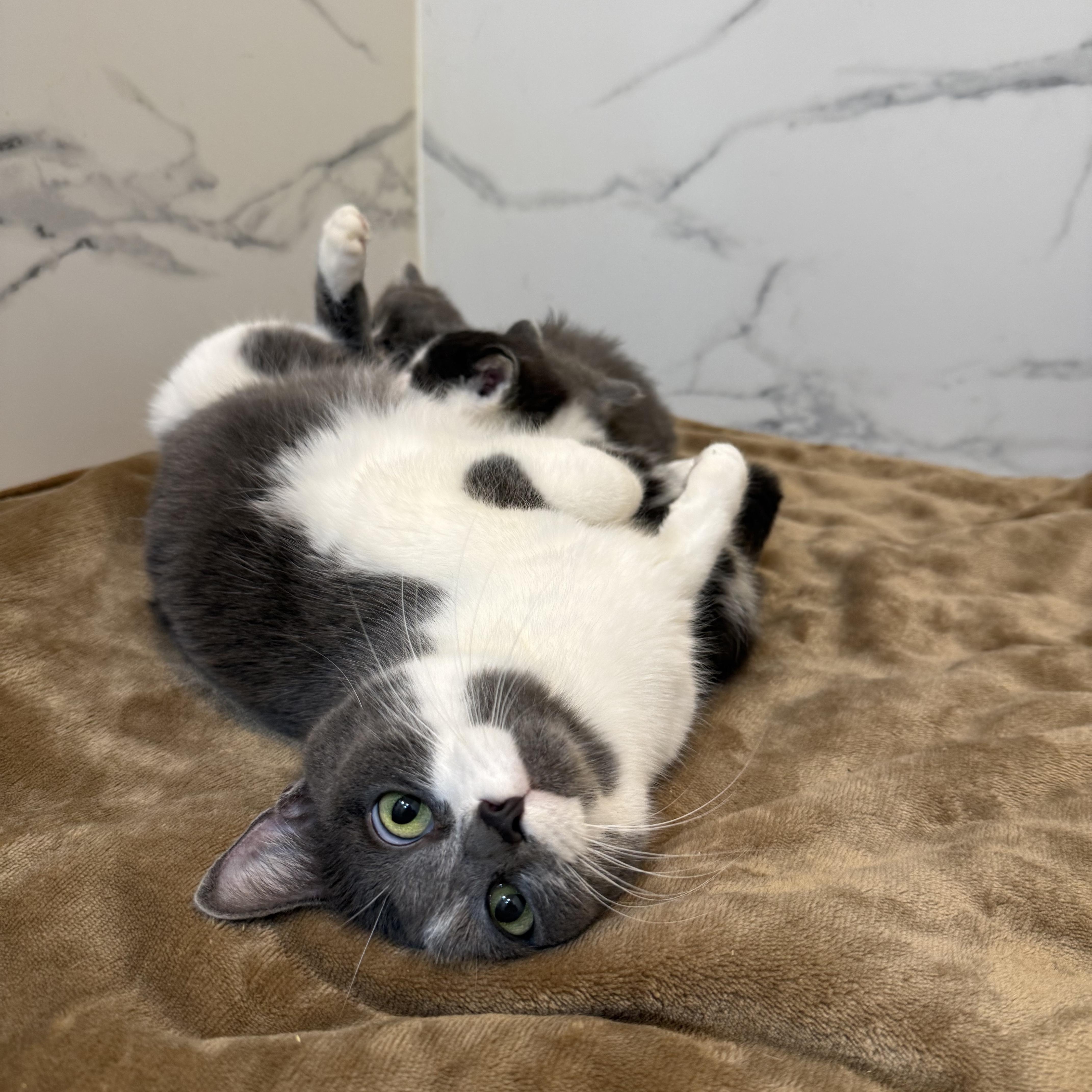 Jewell, an adopted Domestic Short Hair in Miamisburg, OH image 3/5