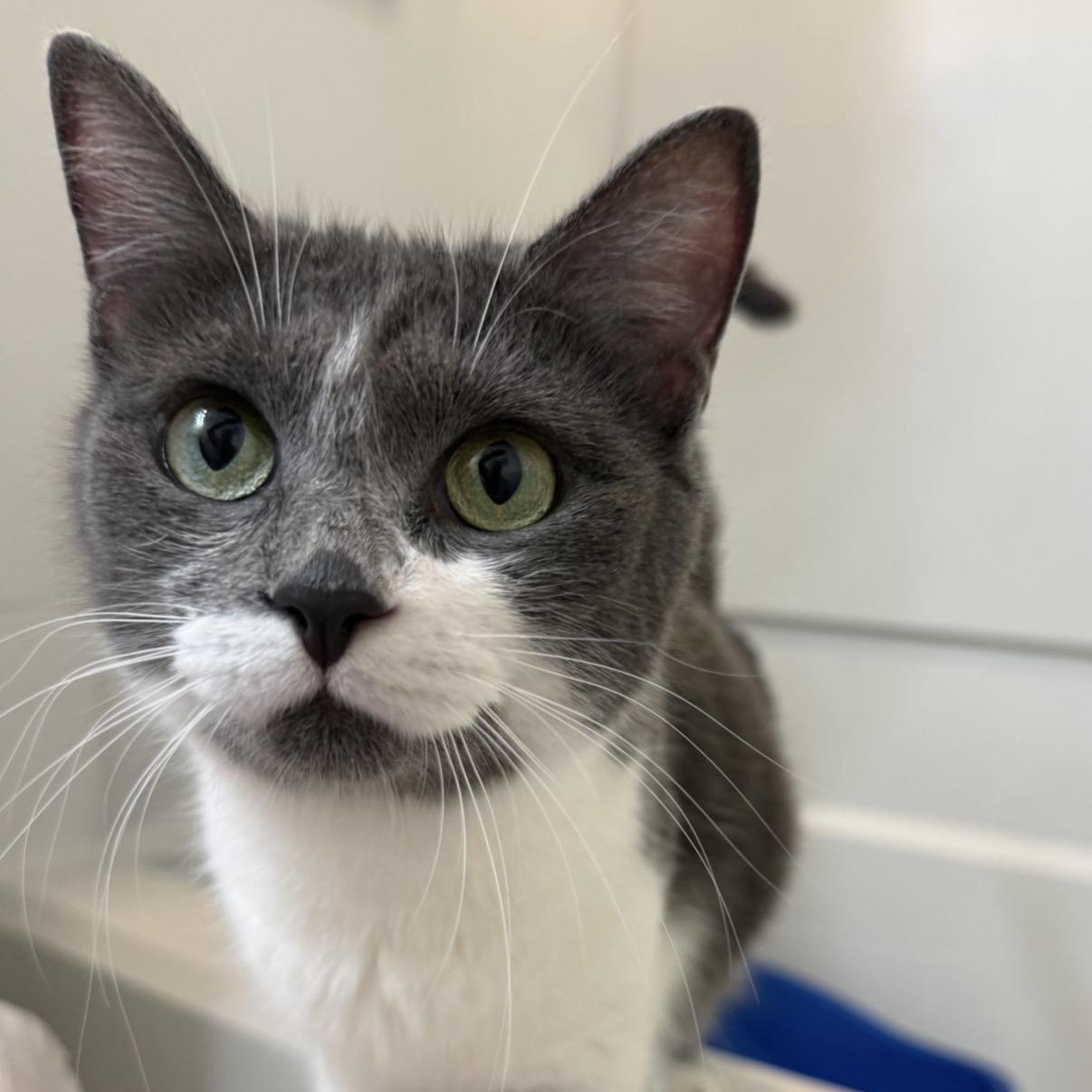 Jewell, an adopted Domestic Short Hair in Miamisburg, OH image 2/5