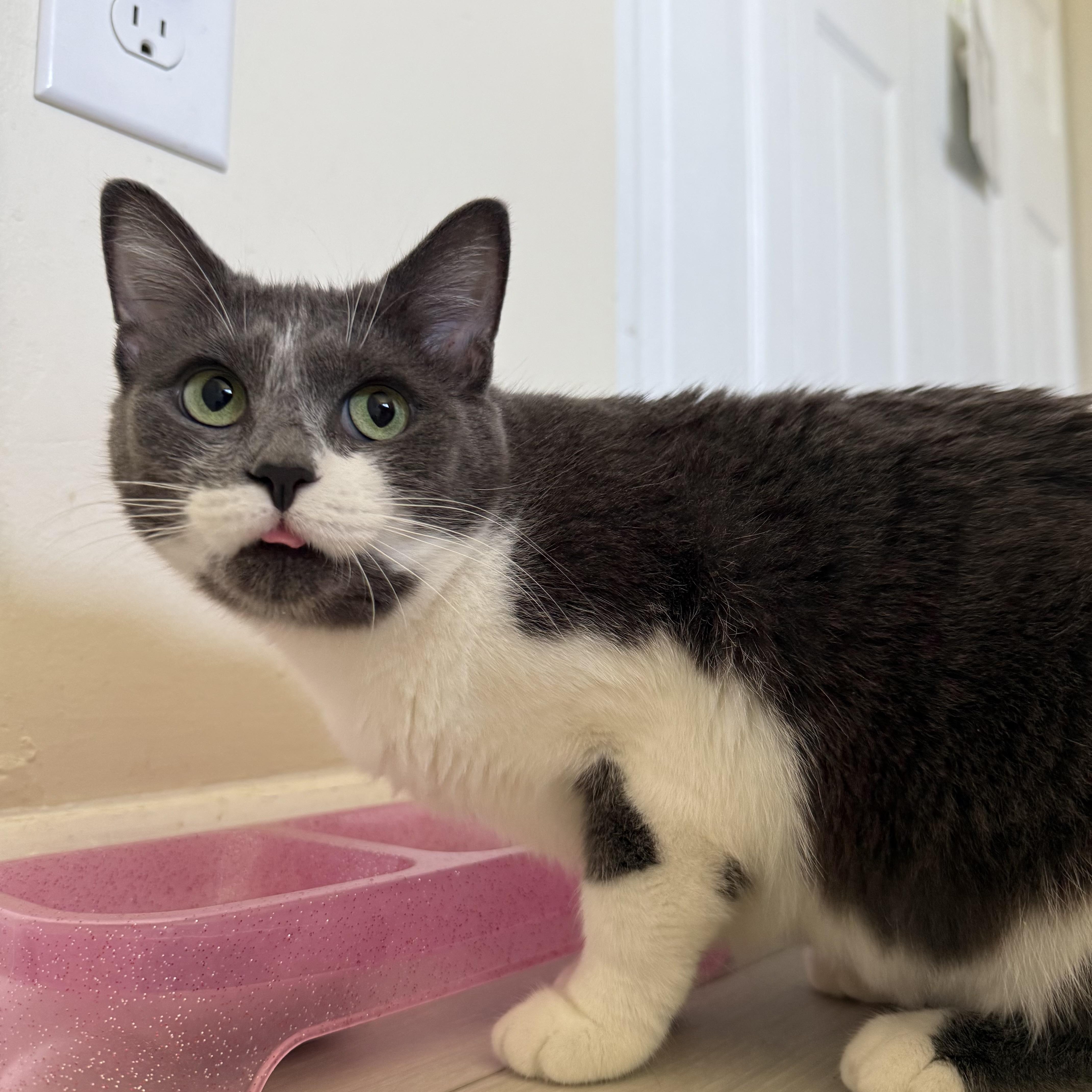 Jewell, adopted, Adult Female Domestic Short Hair.