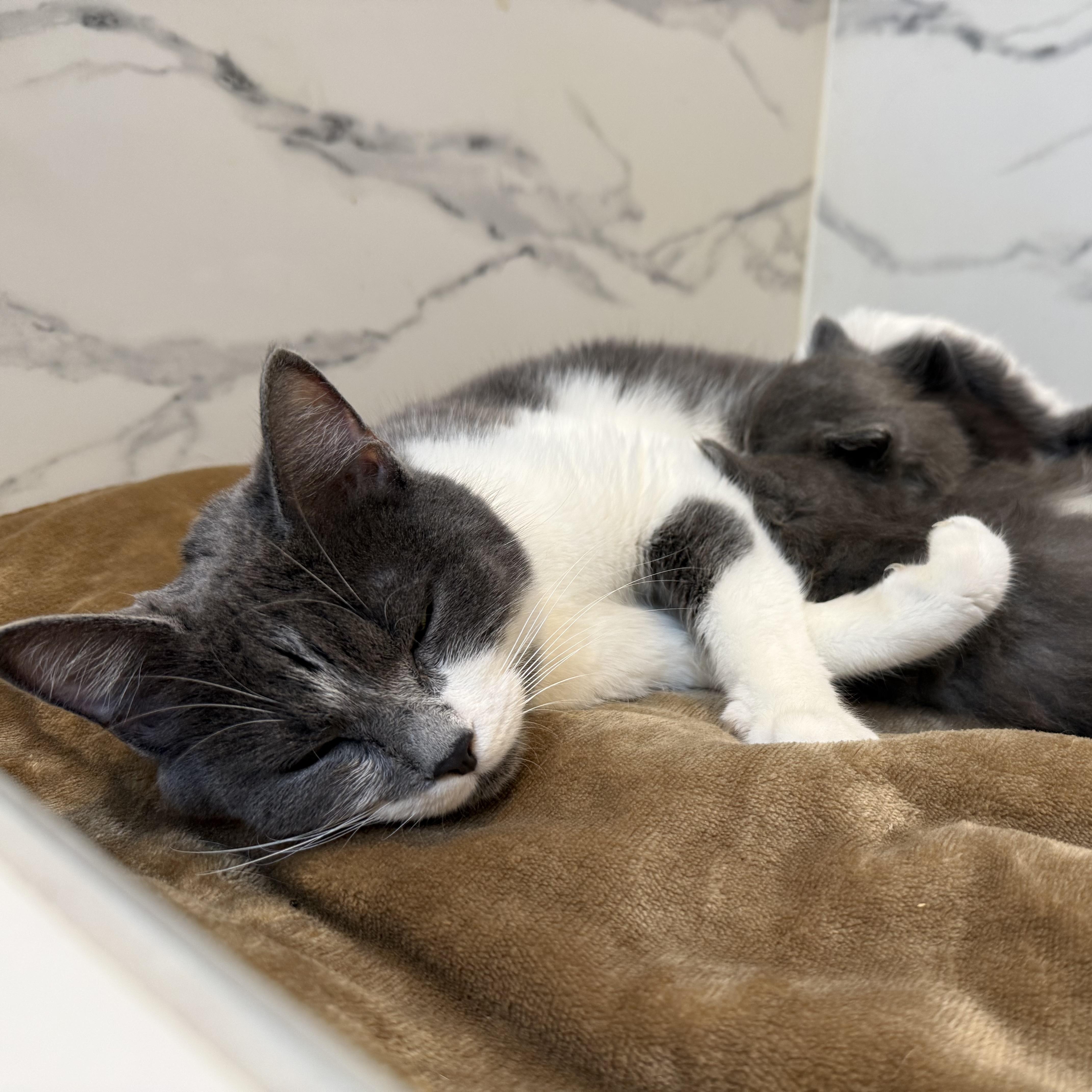 Jewell, an adopted Domestic Short Hair in Miamisburg, OH image 4/5