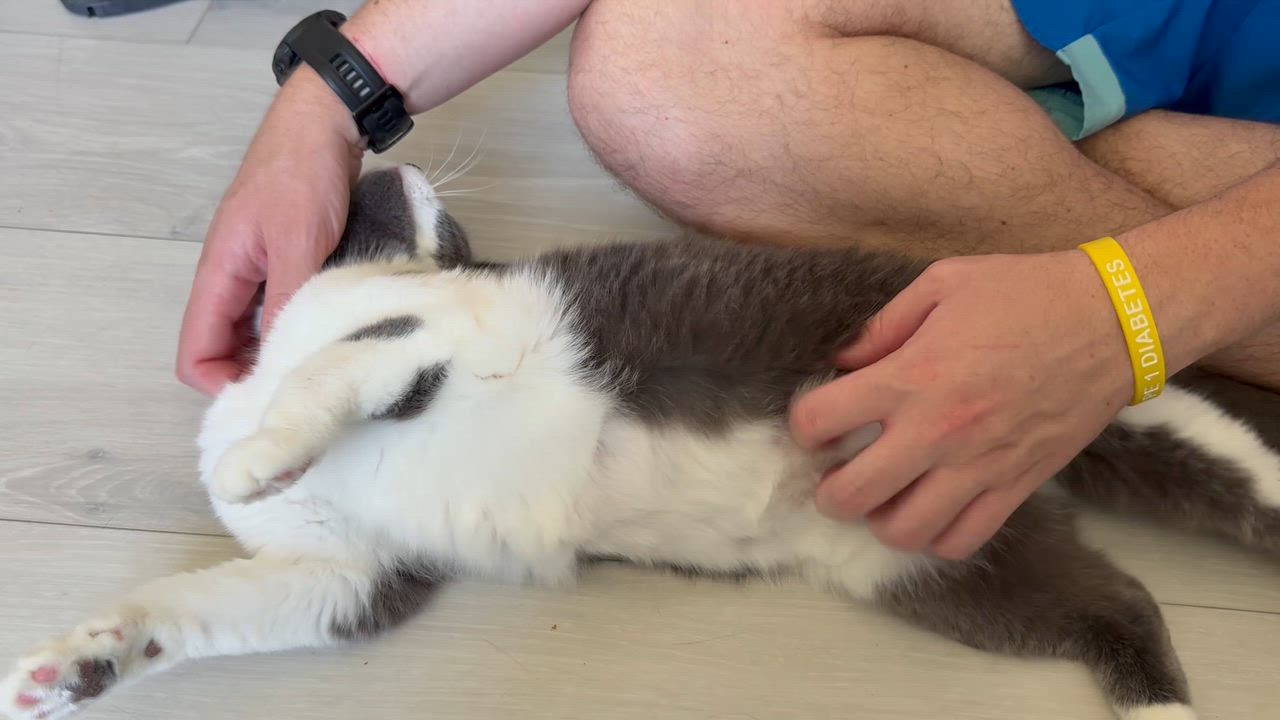 Enlarge Jewell, an adopted Domestic Short Hair in Miamisburg, OH video 5/5