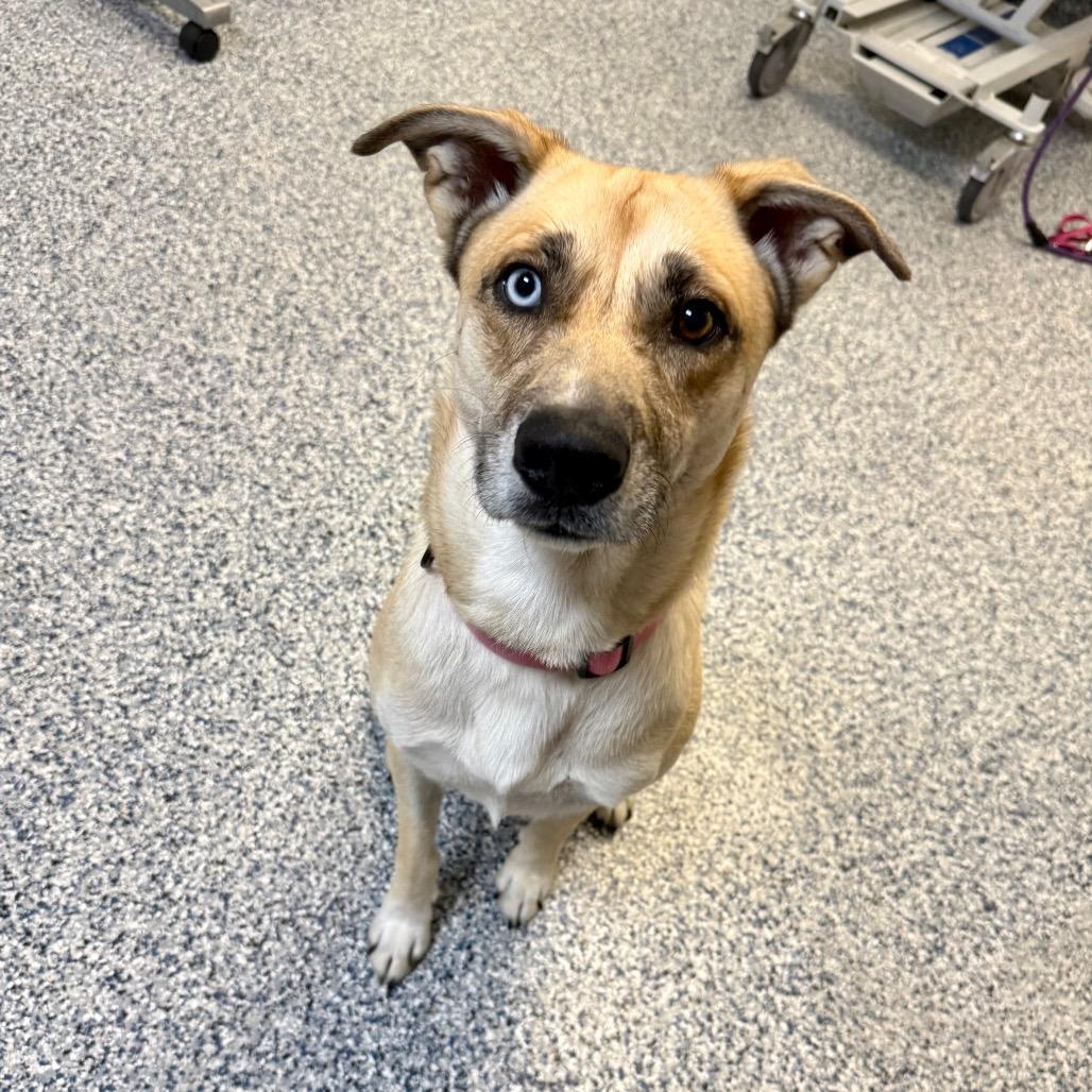 Lily, Adoptable, Adult Female Husky & Mixed Breed.