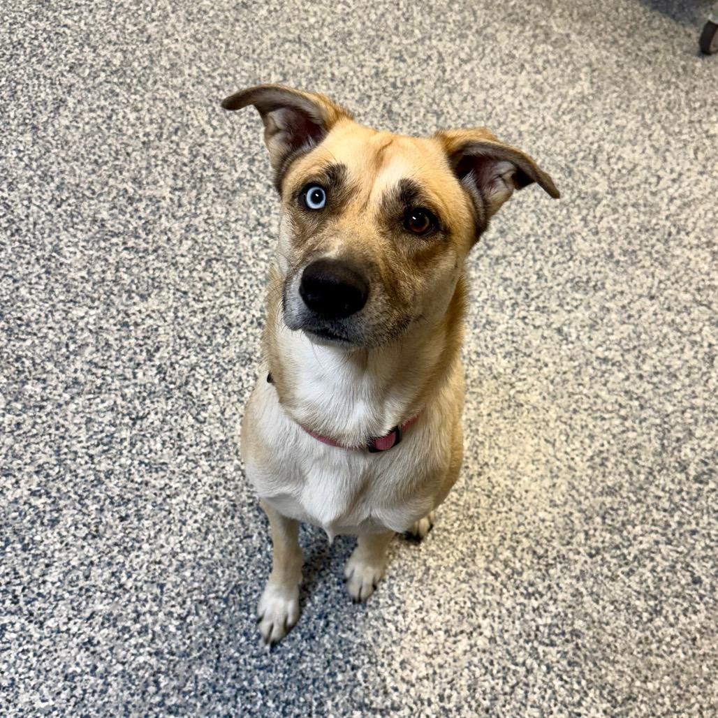 Enlarge Lily, a Adoptable mixed breed in Great Falls, MT image 2/3