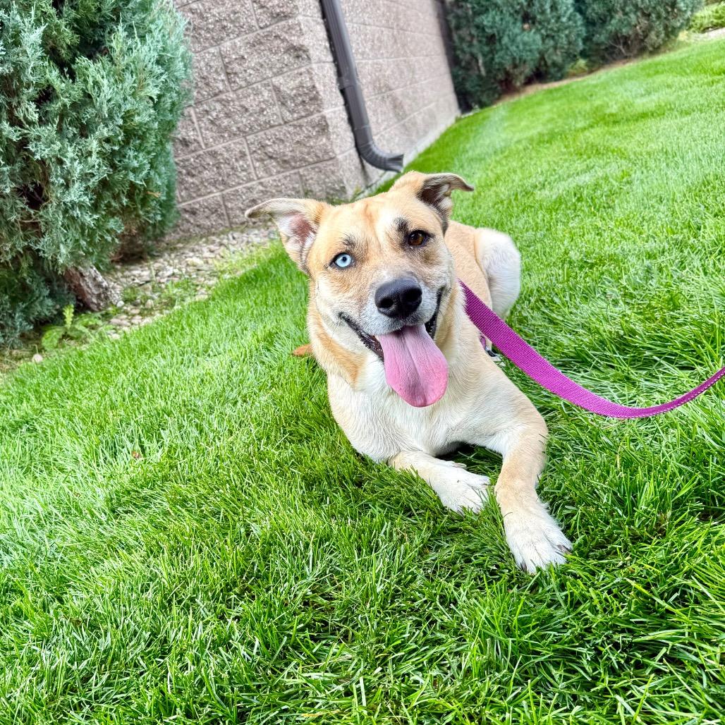 Enlarge Lily, a Adoptable mixed breed in Great Falls, MT image 3/3