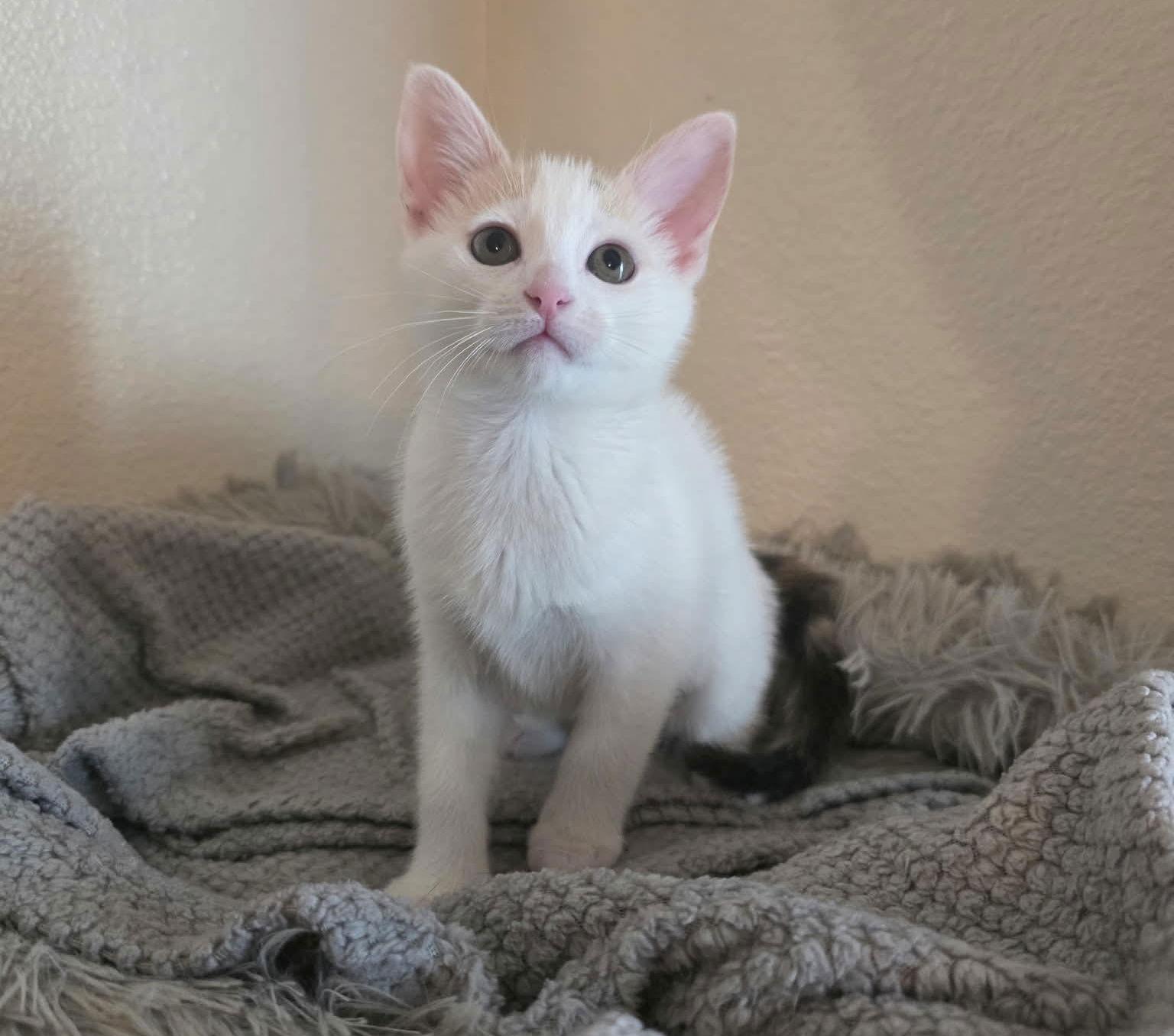 Enlarge Dagger, a Adopted Domestic Short Hair in Mission Viejo, CA image 1/3