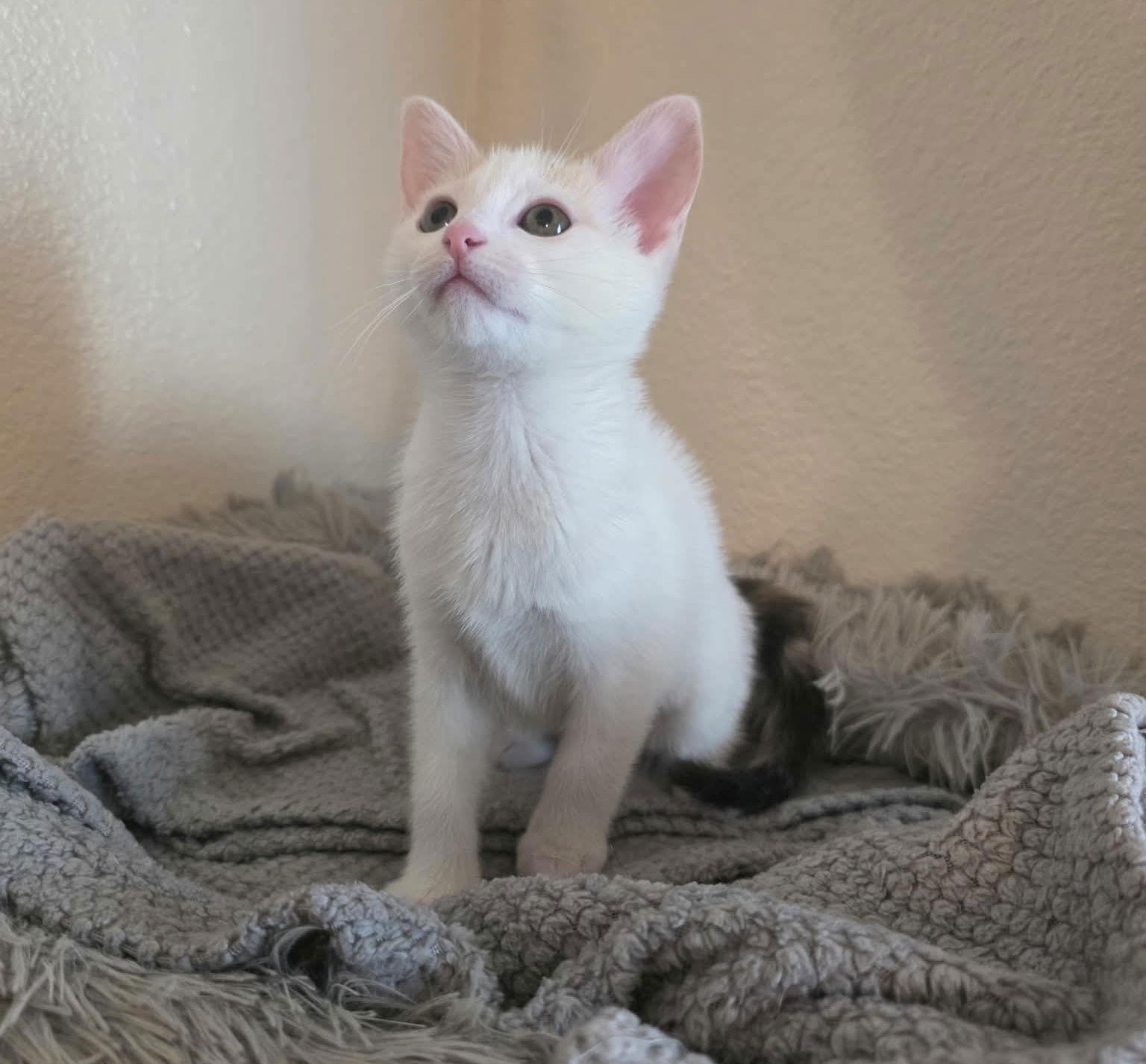 Enlarge Dagger, a Adopted Domestic Short Hair in Mission Viejo, CA image 2/3