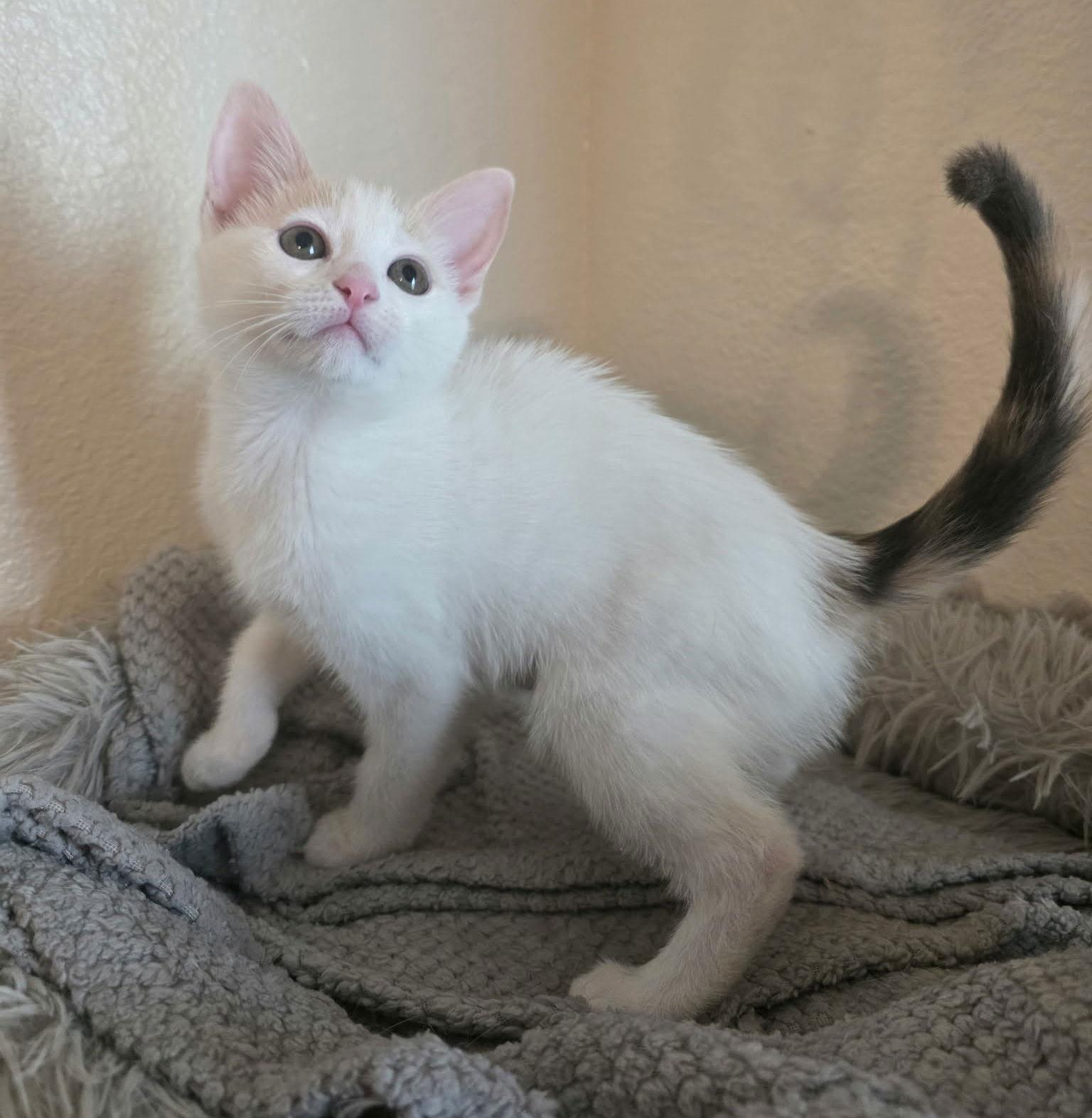 Enlarge Dagger, a Adopted Domestic Short Hair in Mission Viejo, CA image 3/3