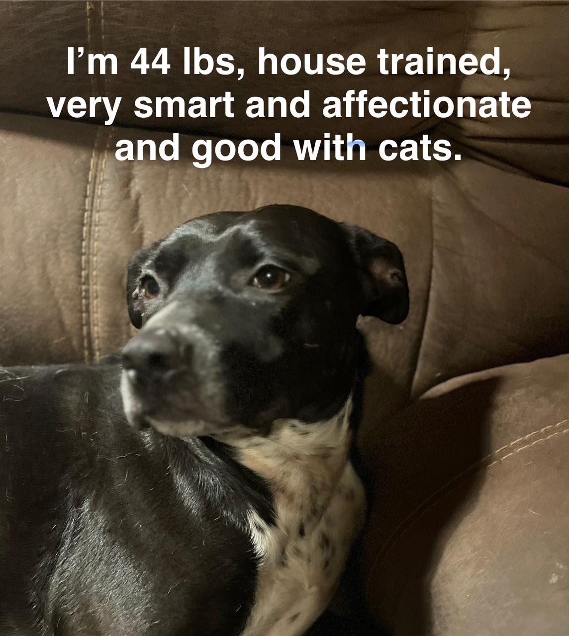 Enlarge Ella, a Adoptable mixed breed in Spring, TX image 5/5