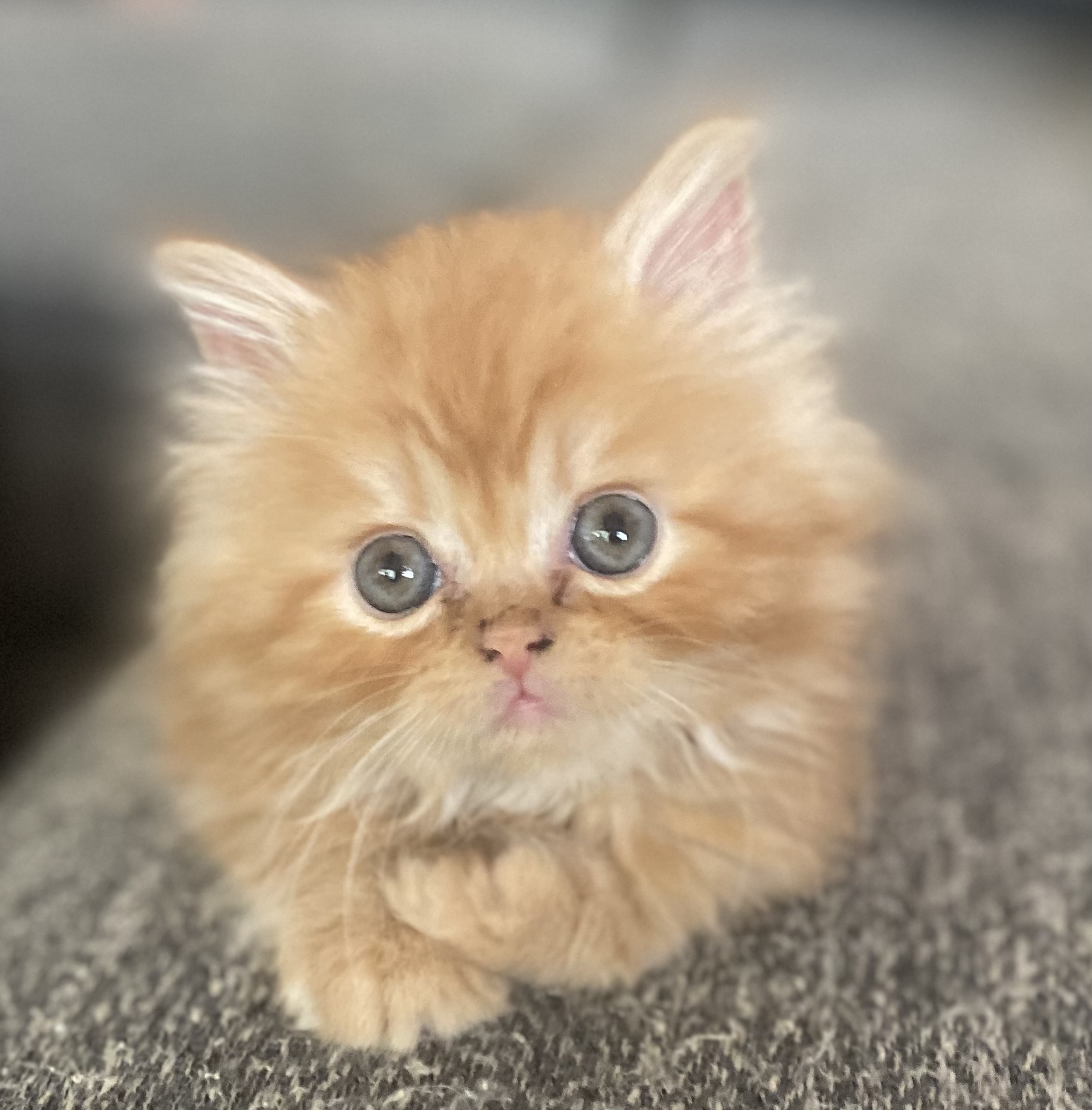 Enlarge Lucy Jr, a Adopted Persian in Pendleton, IN image 1/3