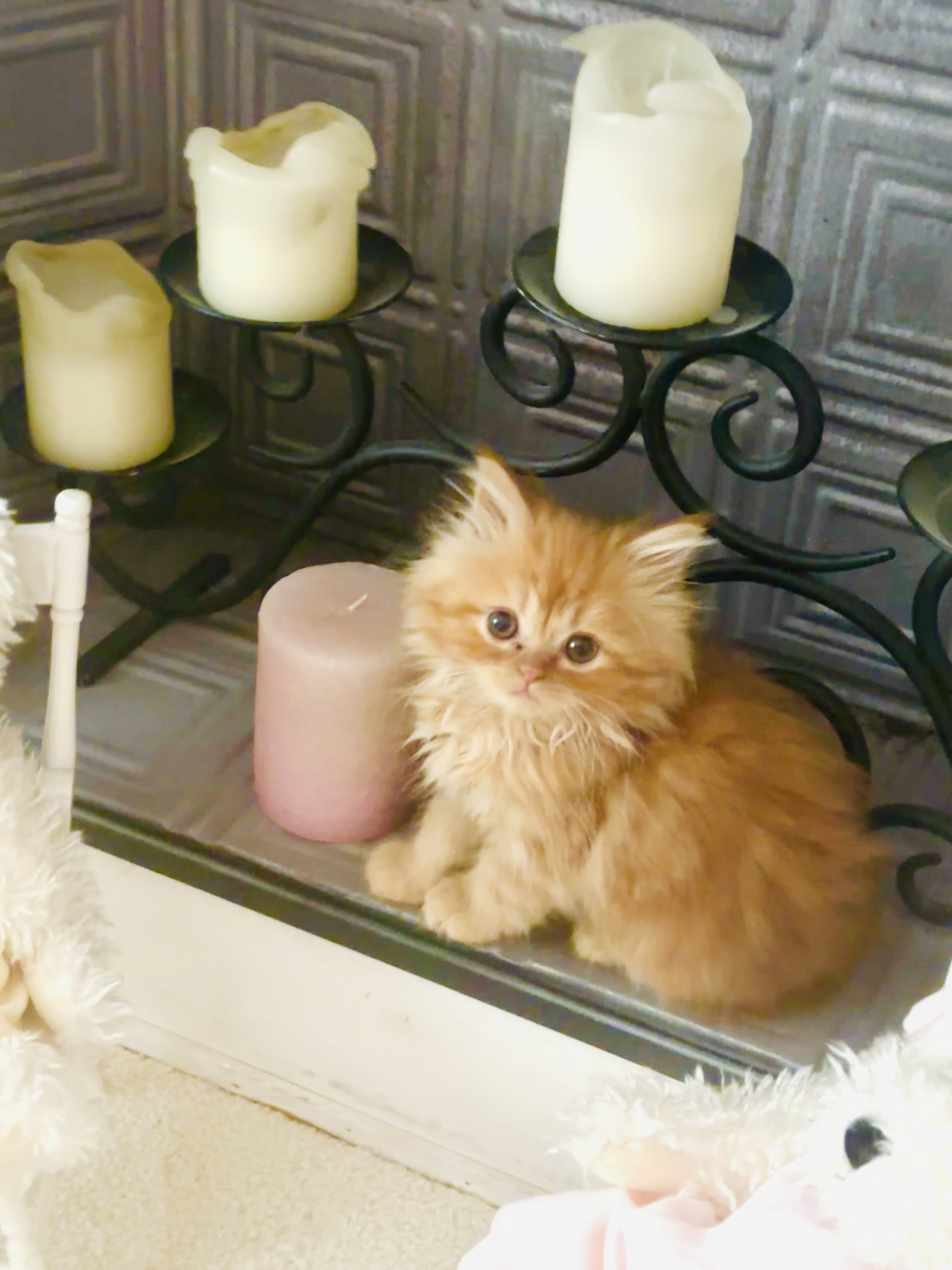 Lucy Jr, Adopted, Kitten Female Persian.