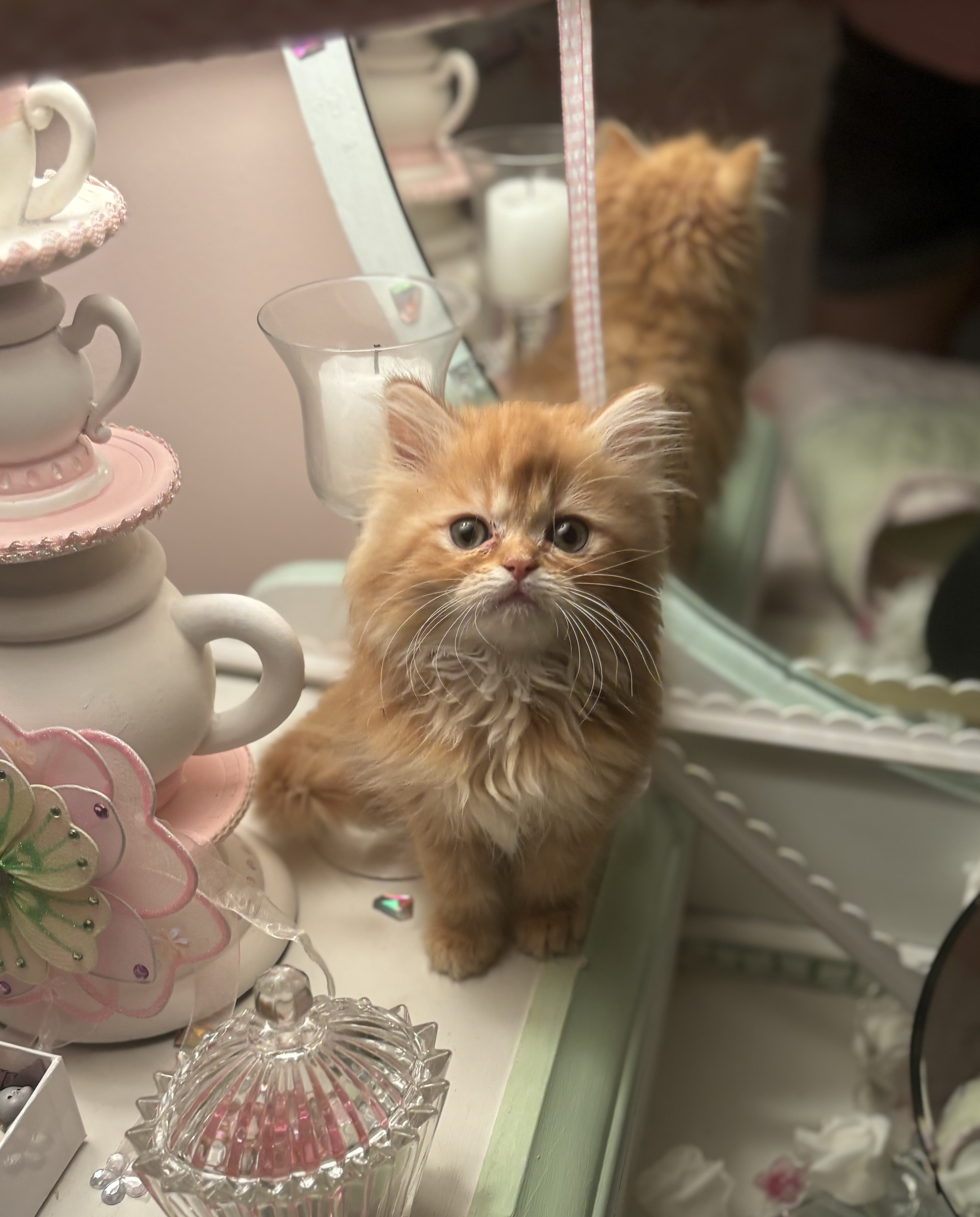 Enlarge Lucy Jr, a Adopted Persian in Pendleton, IN image 3/3