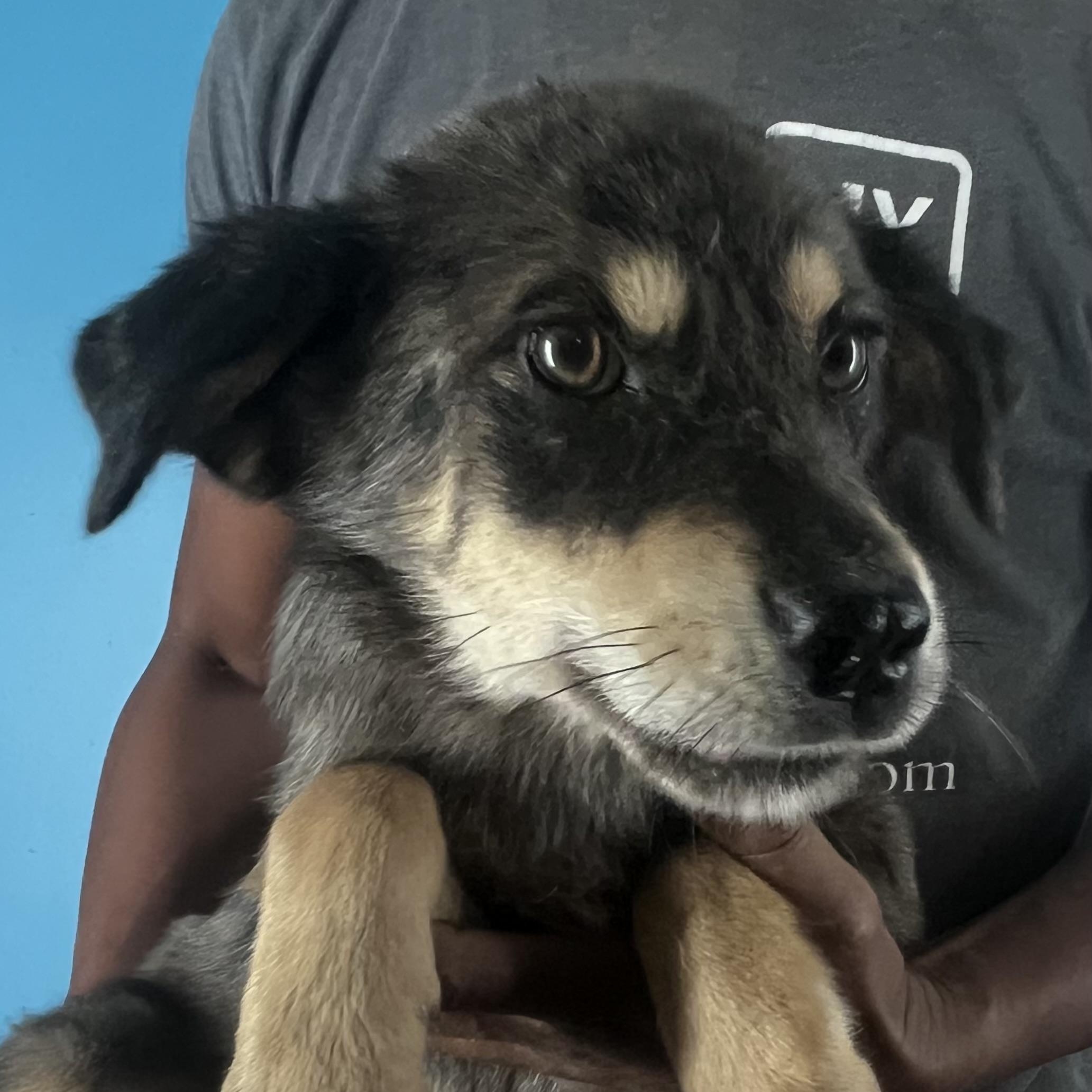 Poncho - Local April 10-12, adoptable, Puppy Male German Shepherd Dog.