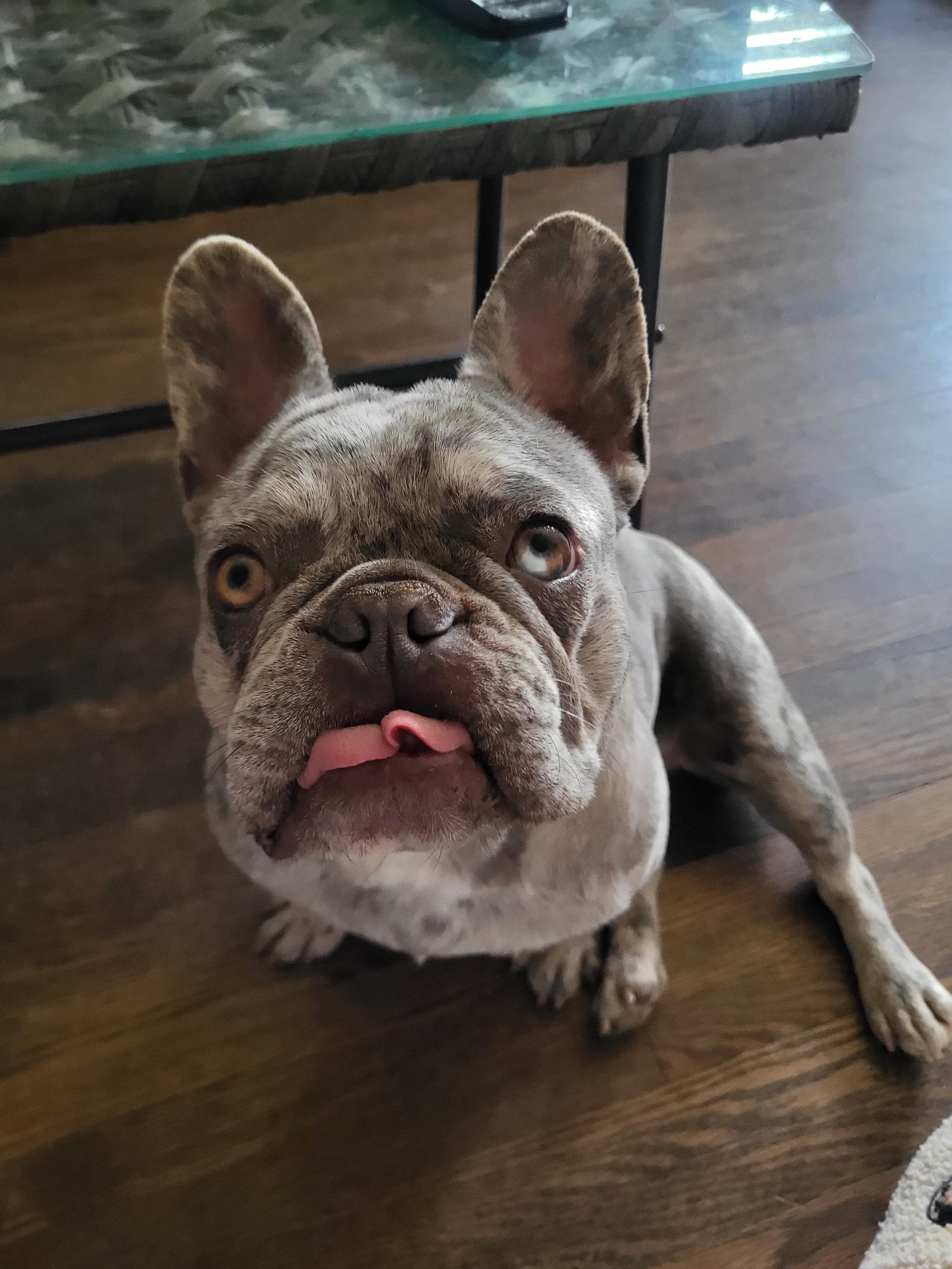 Barbie, adopted, Adult Female French Bulldog.