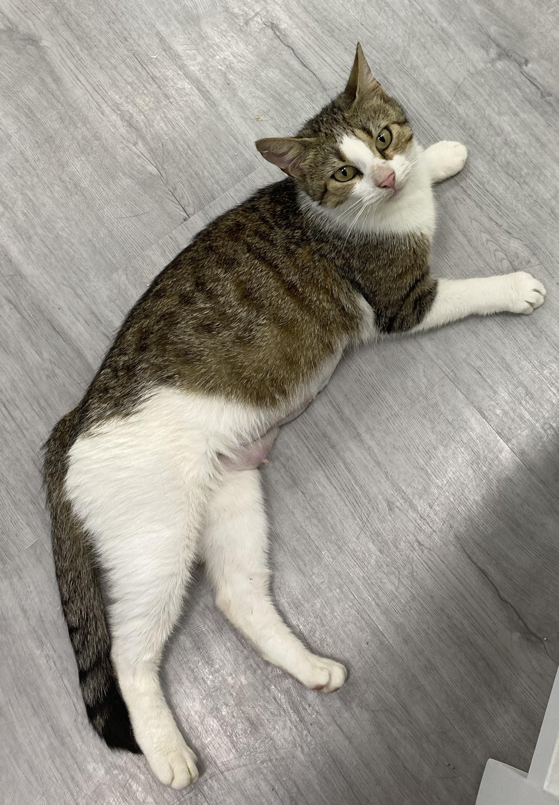 Meadow, Adoptable, Young Female Domestic Short Hair.