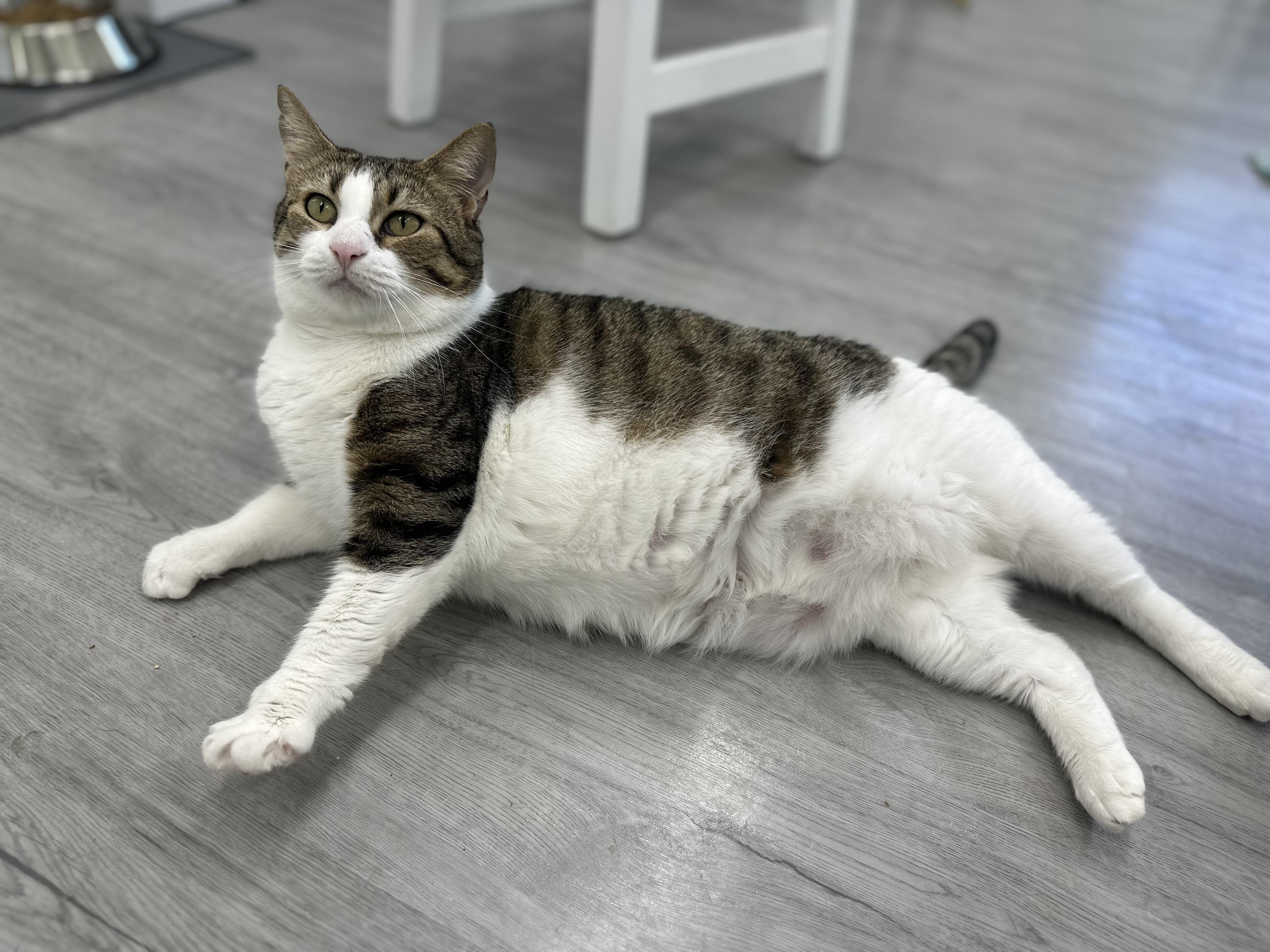 Meadow, Adoptable, Young Female Domestic Short Hair.