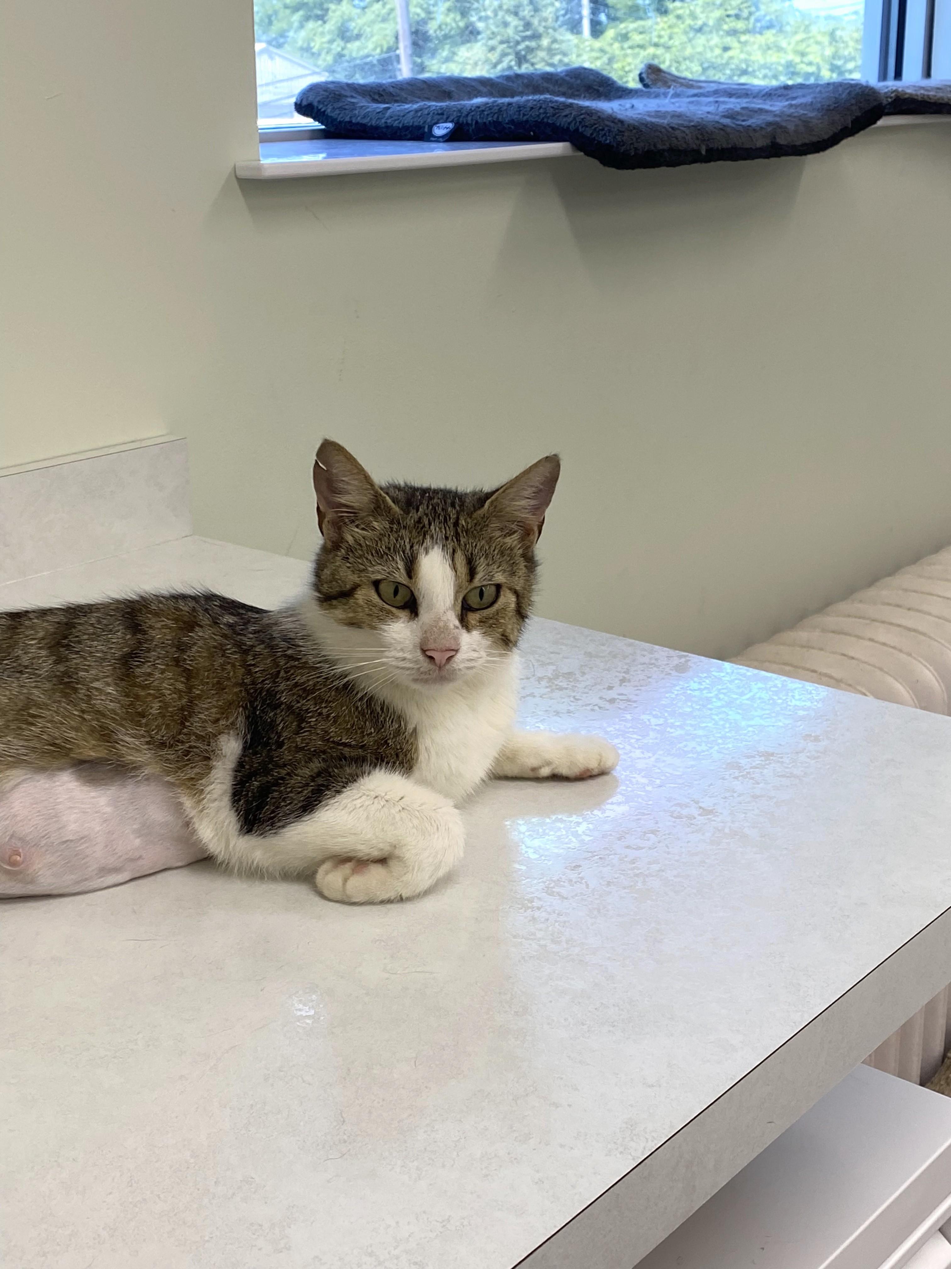 Meadow, a Adoptable Domestic Short Hair in Pleasantville, NJ image 2/3