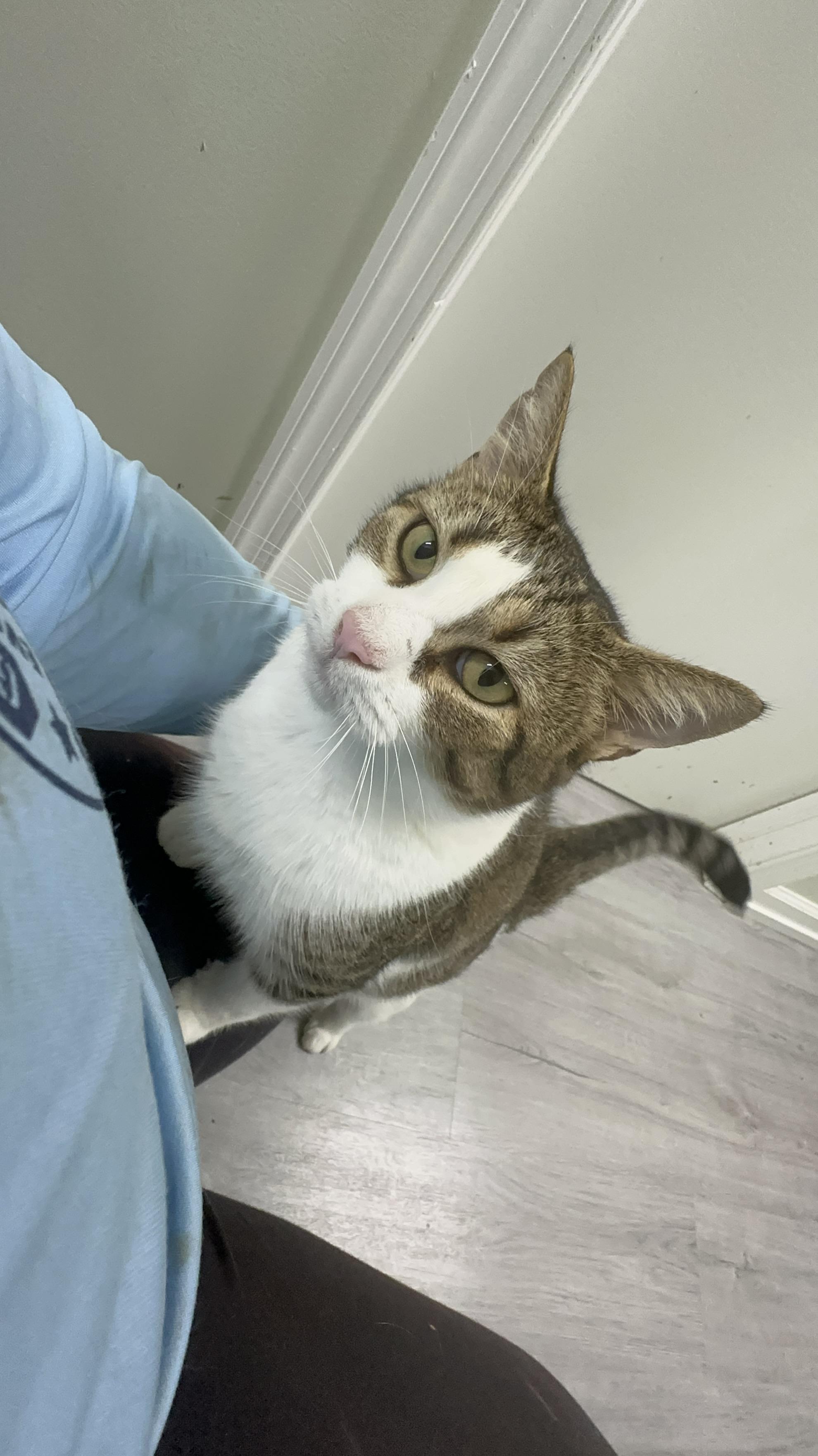 Meadow, a Adoptable Domestic Short Hair in Pleasantville, NJ image 3/3