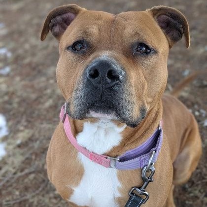 Enlarge King, a Adoptable mixed breed in Syracuse, NY image 1/2